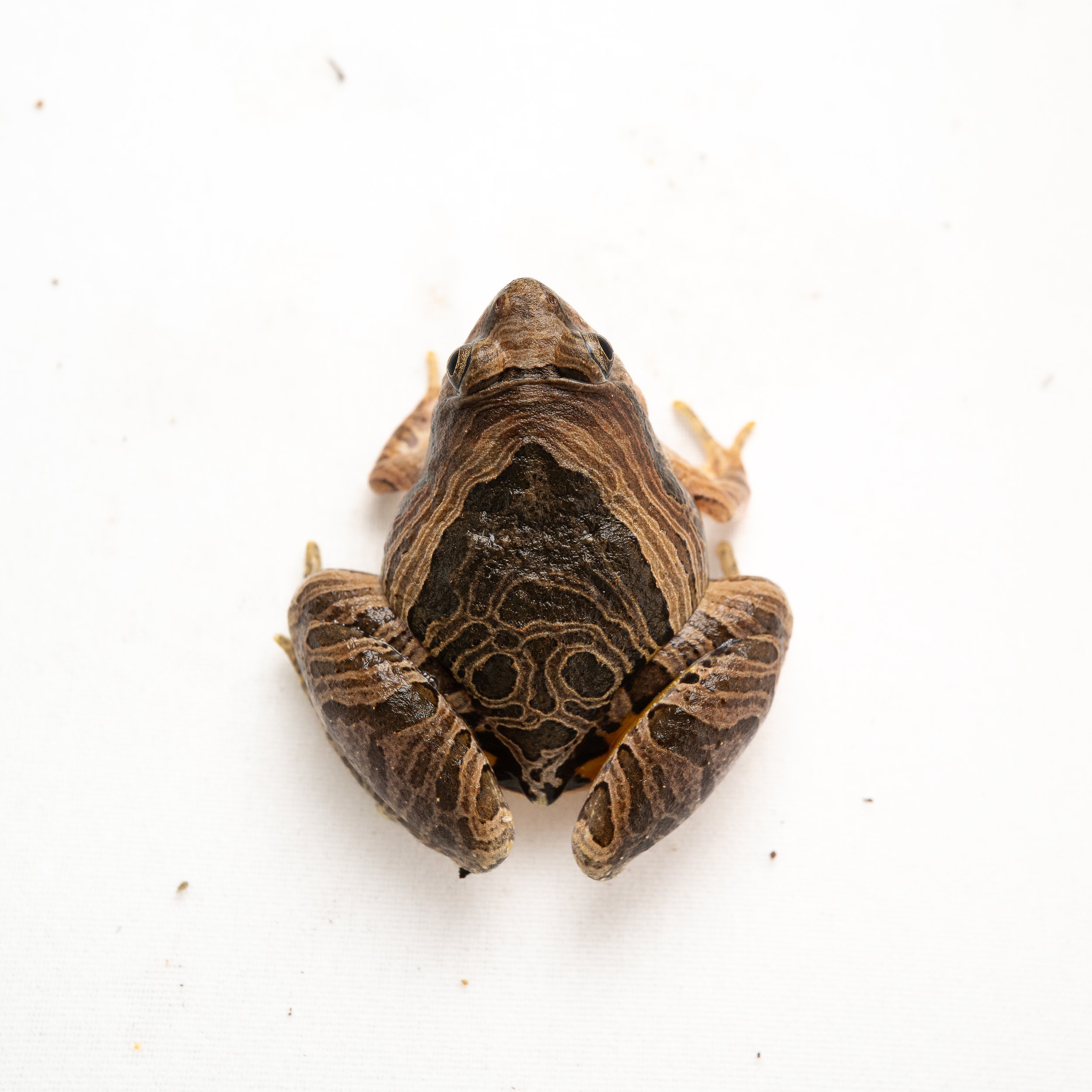 Marbled Pigmy Frog - Microhyla pulchra