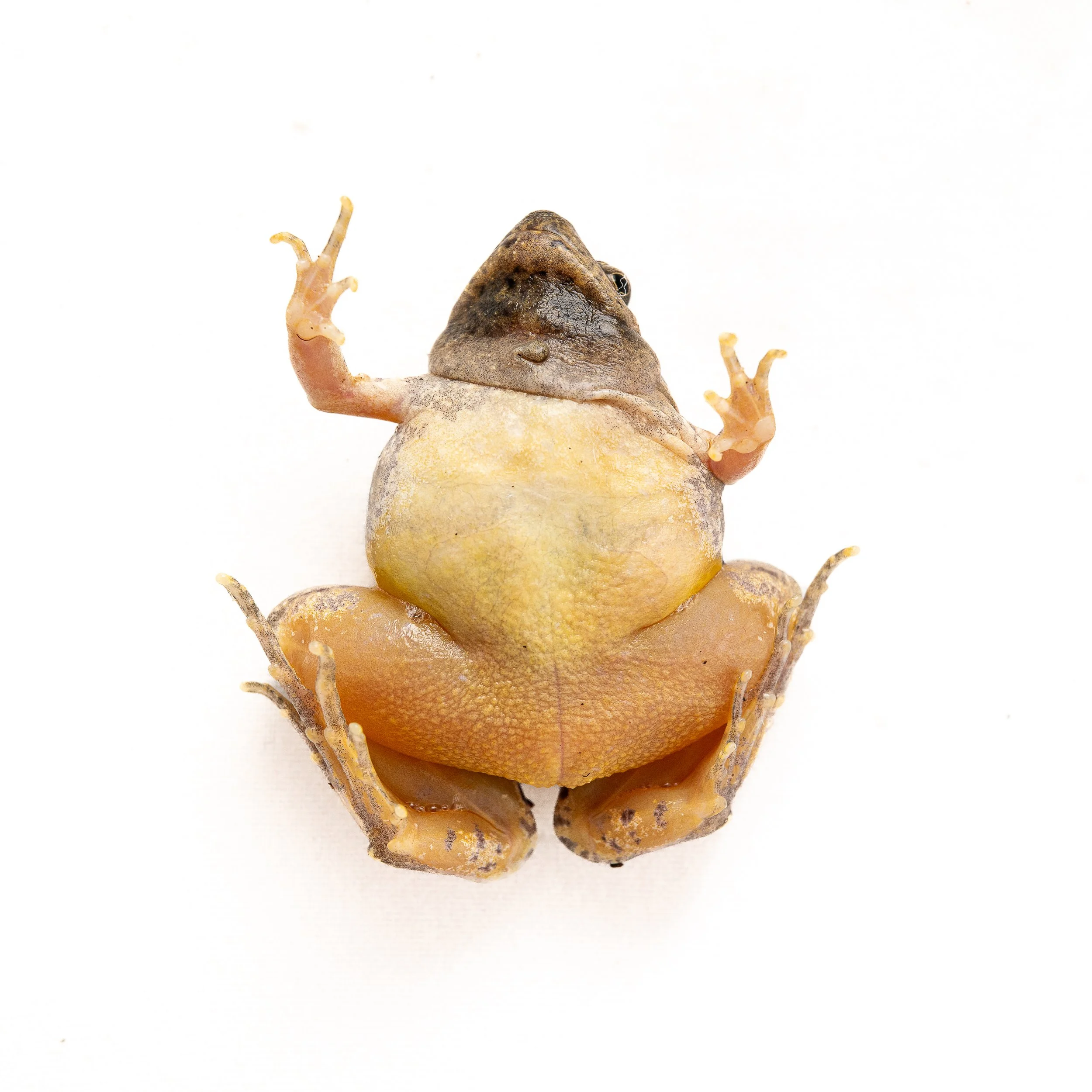 Marbled Pigmy Frog - Microhyla pulchra