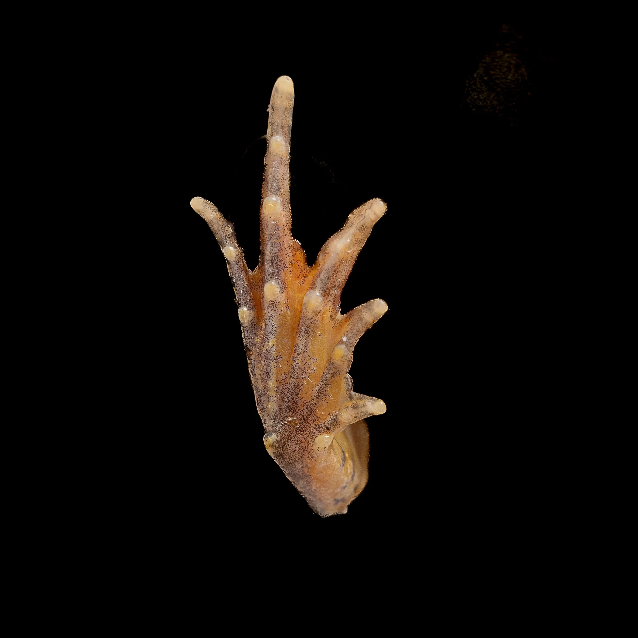 Marbled Pigmy Frog - Microhyla pulchra