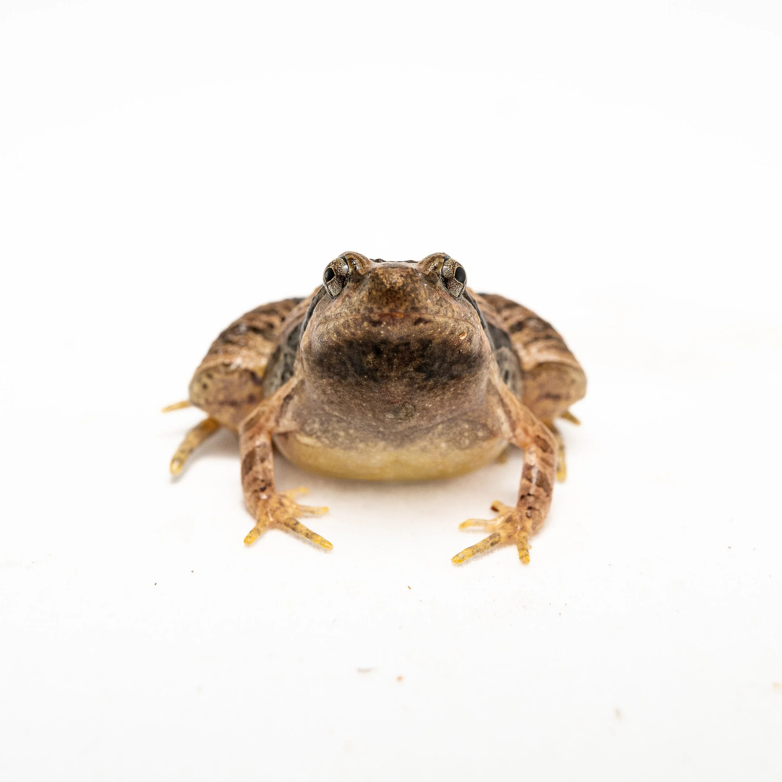 Marbled Pigmy Frog - Microhyla pulchra
