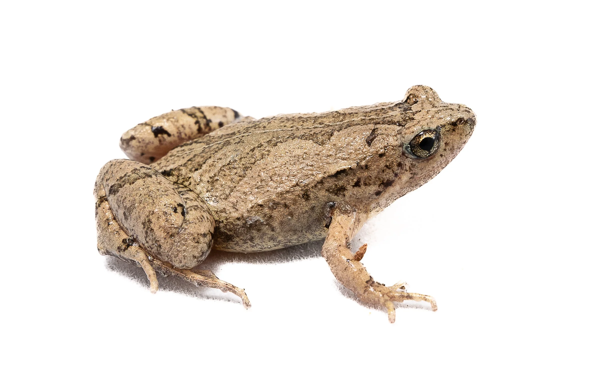 Ornate Pigmy Frog - Microhyla fissipes