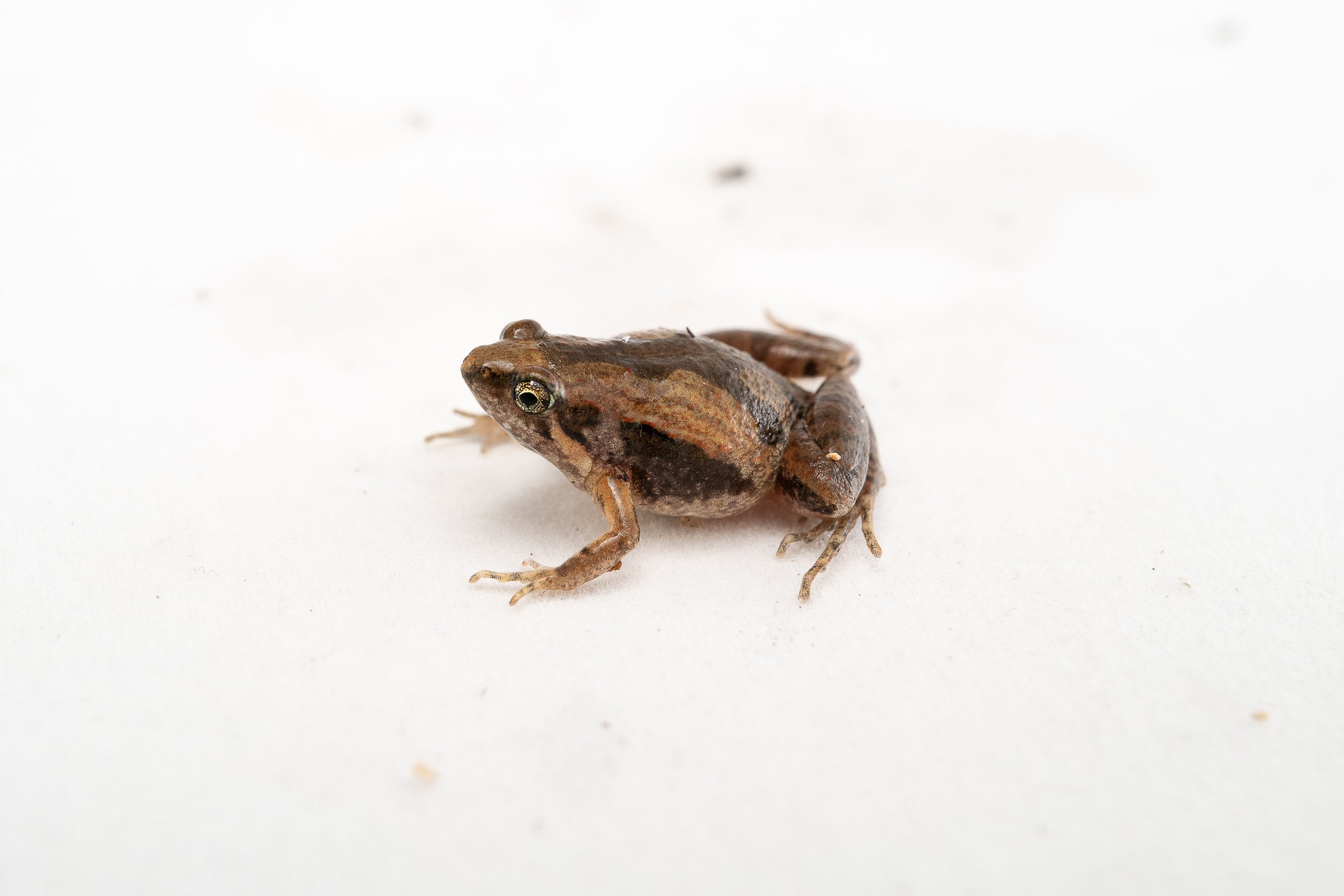 Ornate Pigmy Frog - Microhyla fissipes