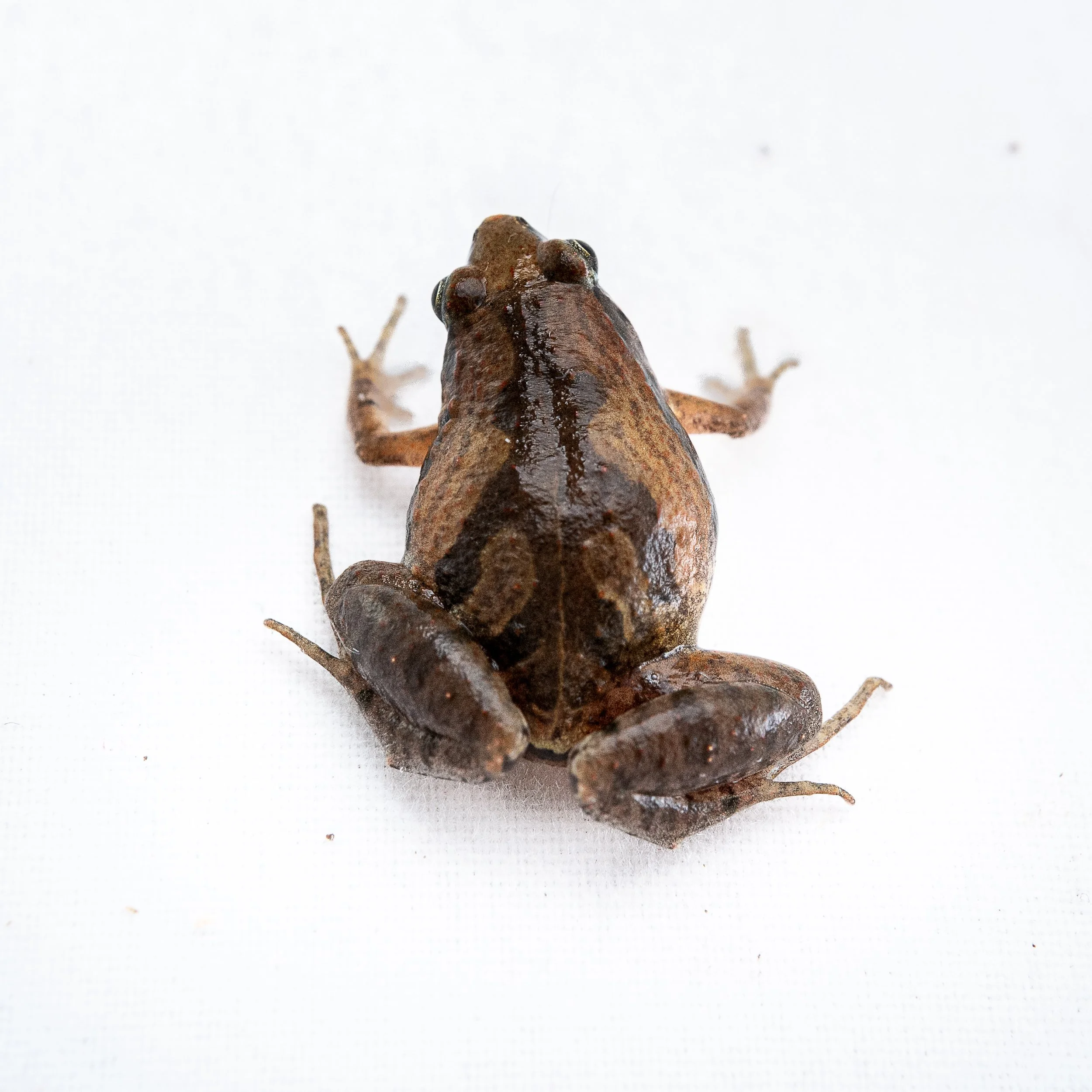 Ornate Pigmy Frog - Microhyla fissipes