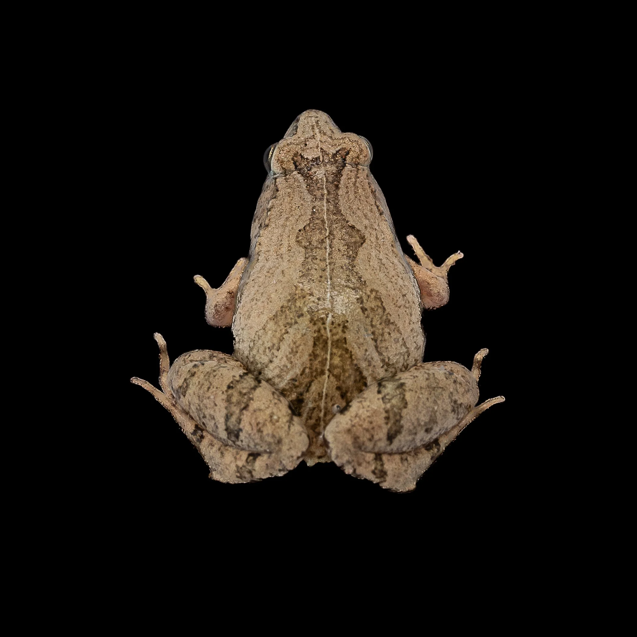 Ornate Pigmy Frog - Microhyla fissipes