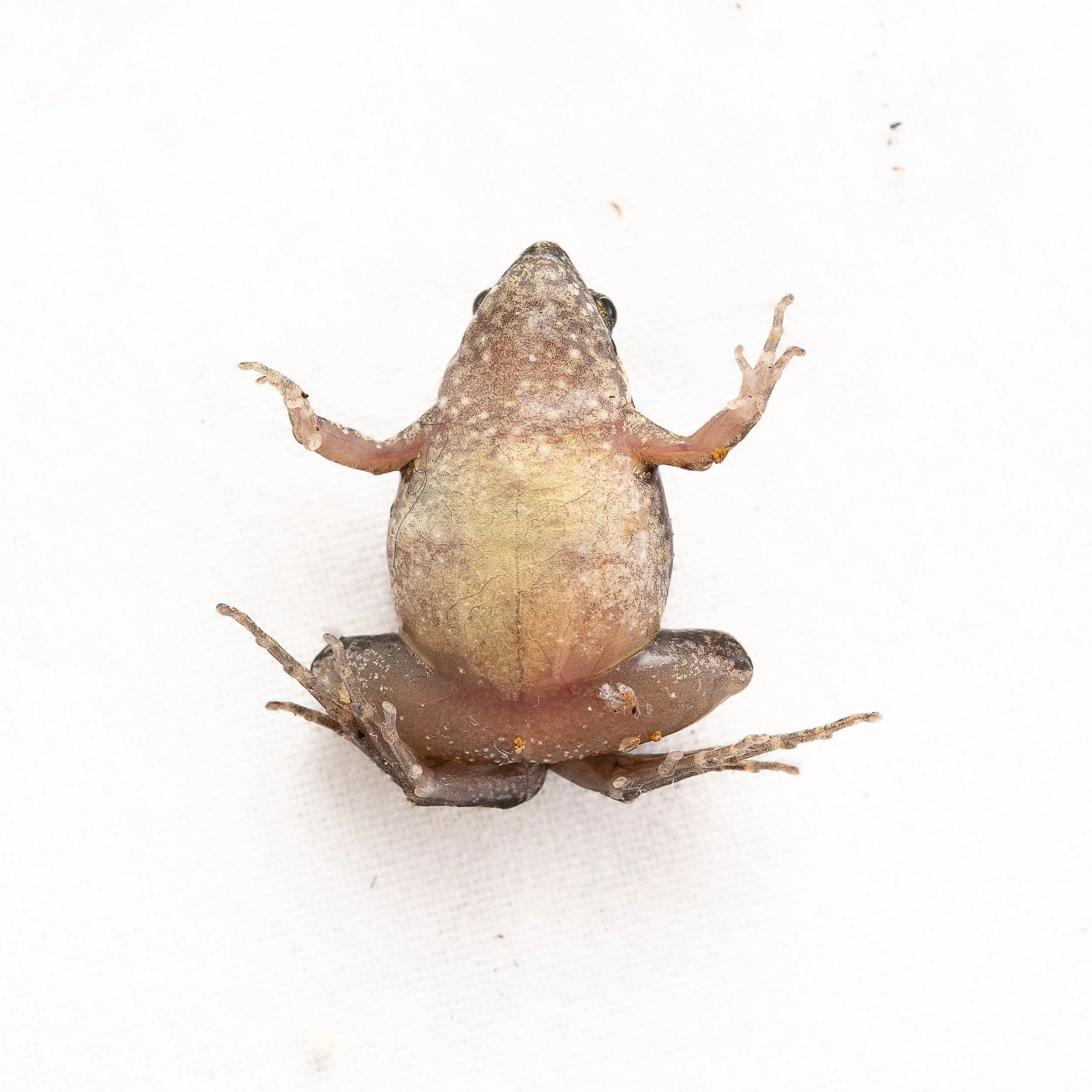 Ornate Pigmy Frog - Microhyla fissipes