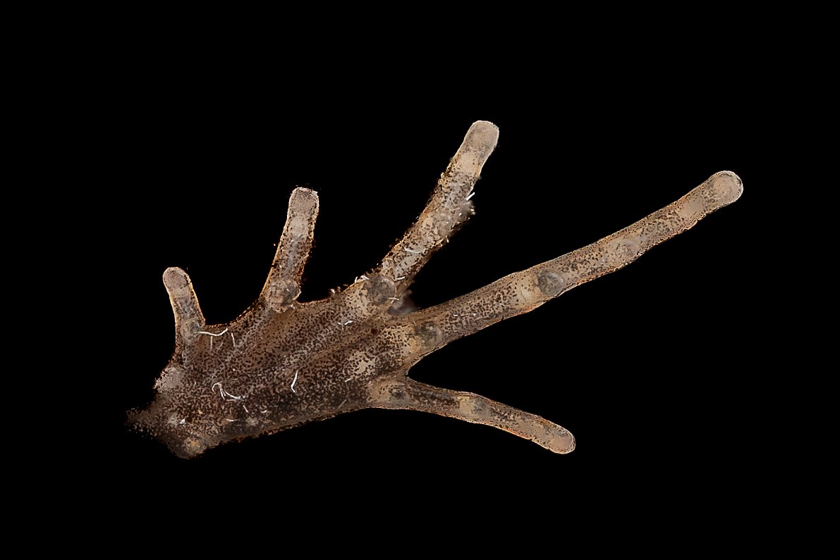 Ornate Pigmy Frog - Microhyla fissipes