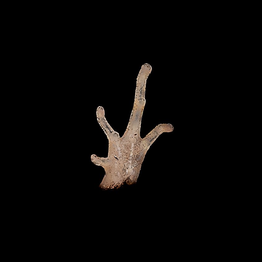 Ornate Pigmy Frog - Microhyla fissipes