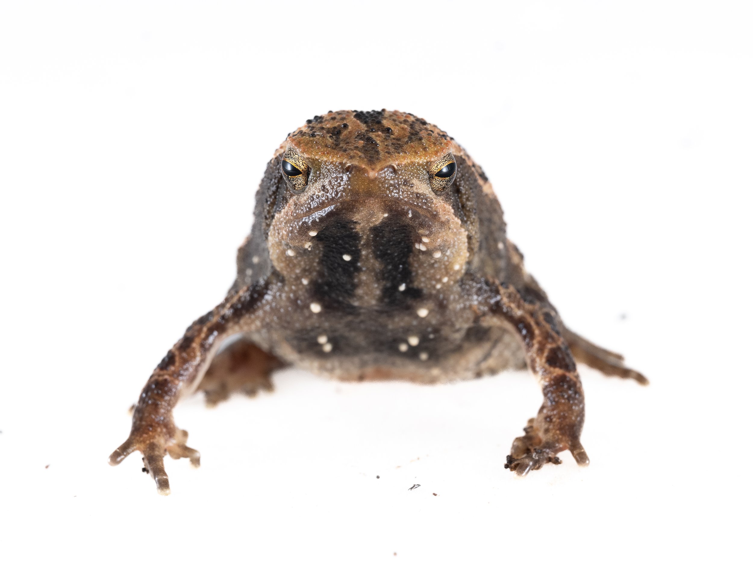 Spotted Narrow-mouthed Frog - Kalophrynus interlineatus