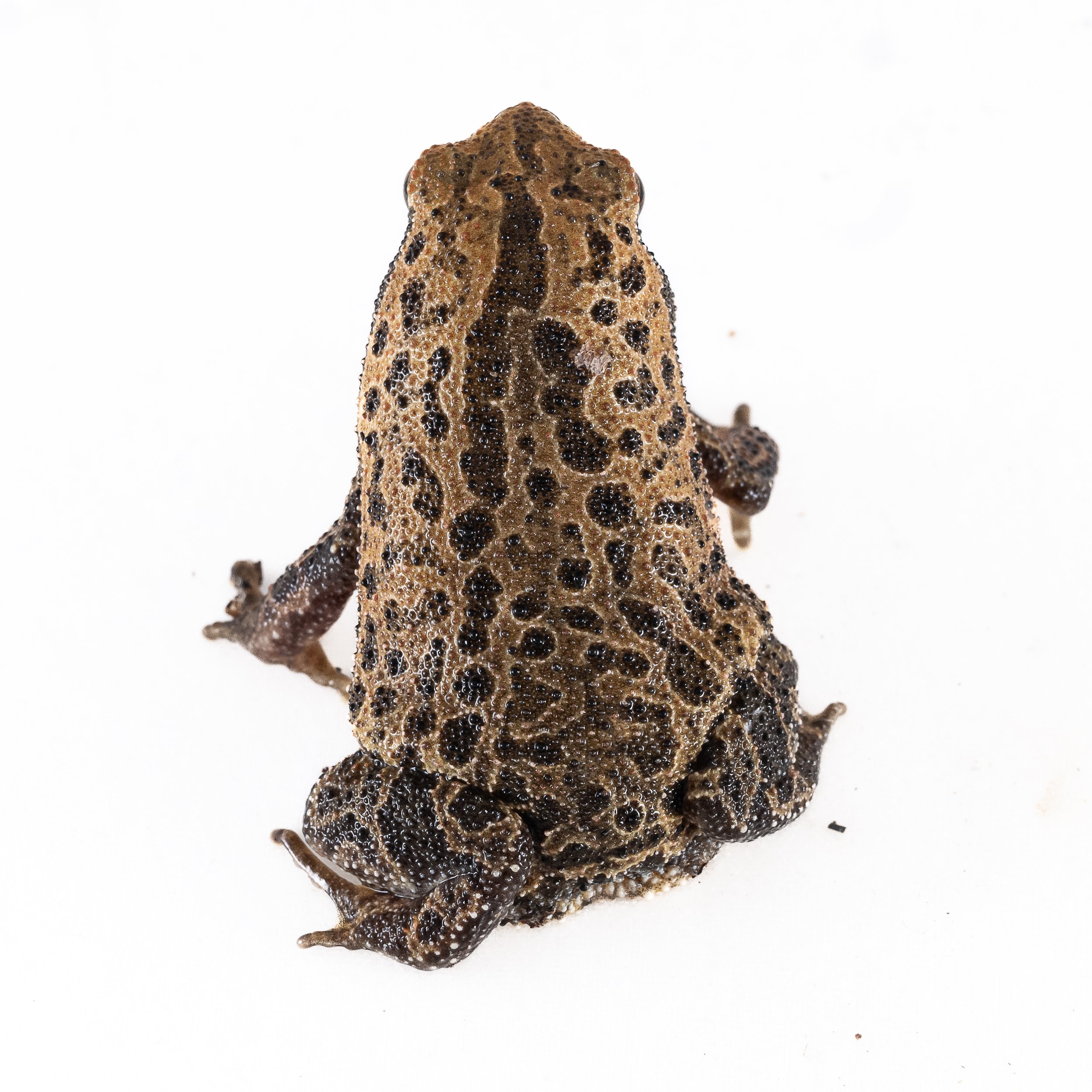 Spotted Narrow-mouthed Frog - Kalophrynus interlineatus