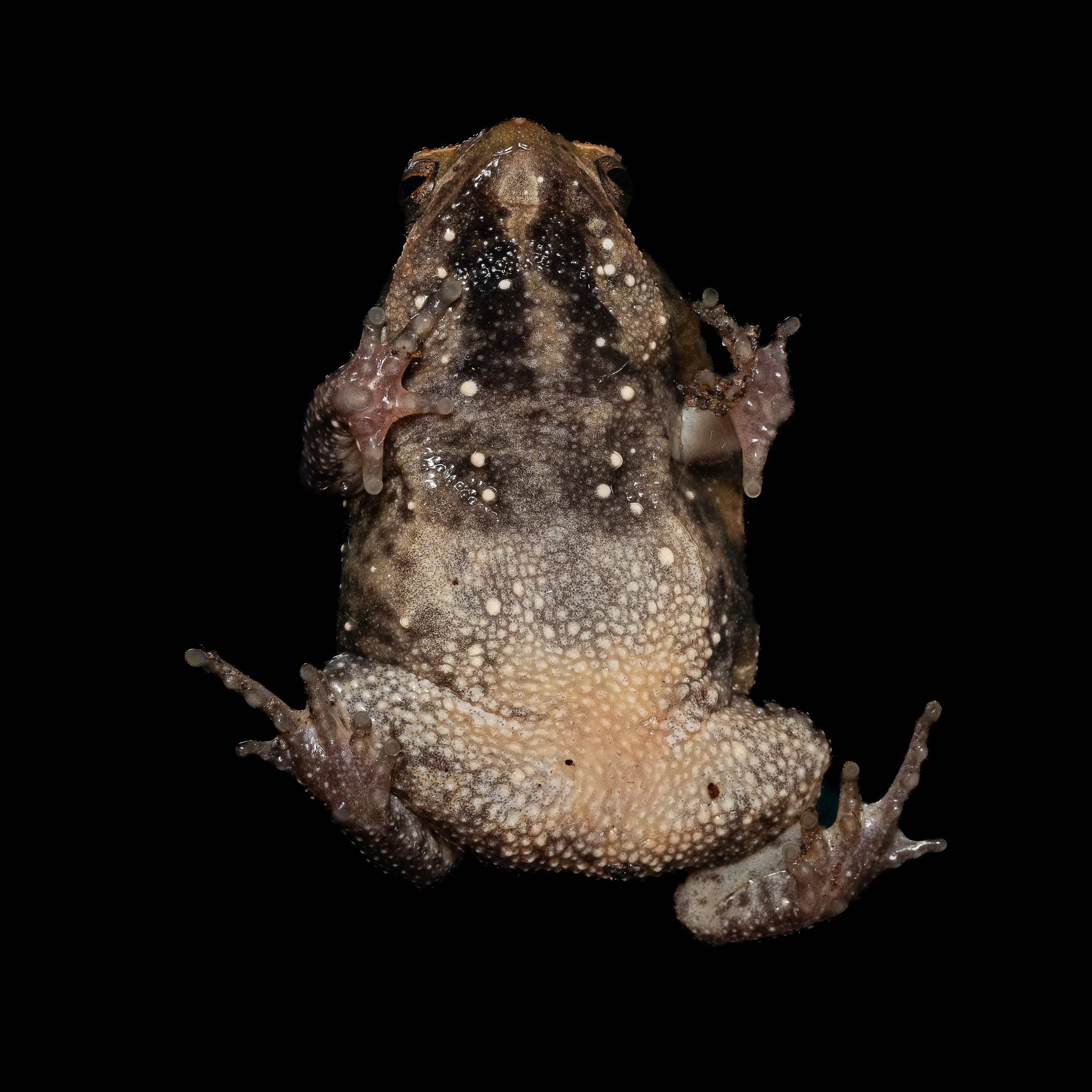 Spotted Narrow-mouthed Frog - Kalophrynus interlineatus