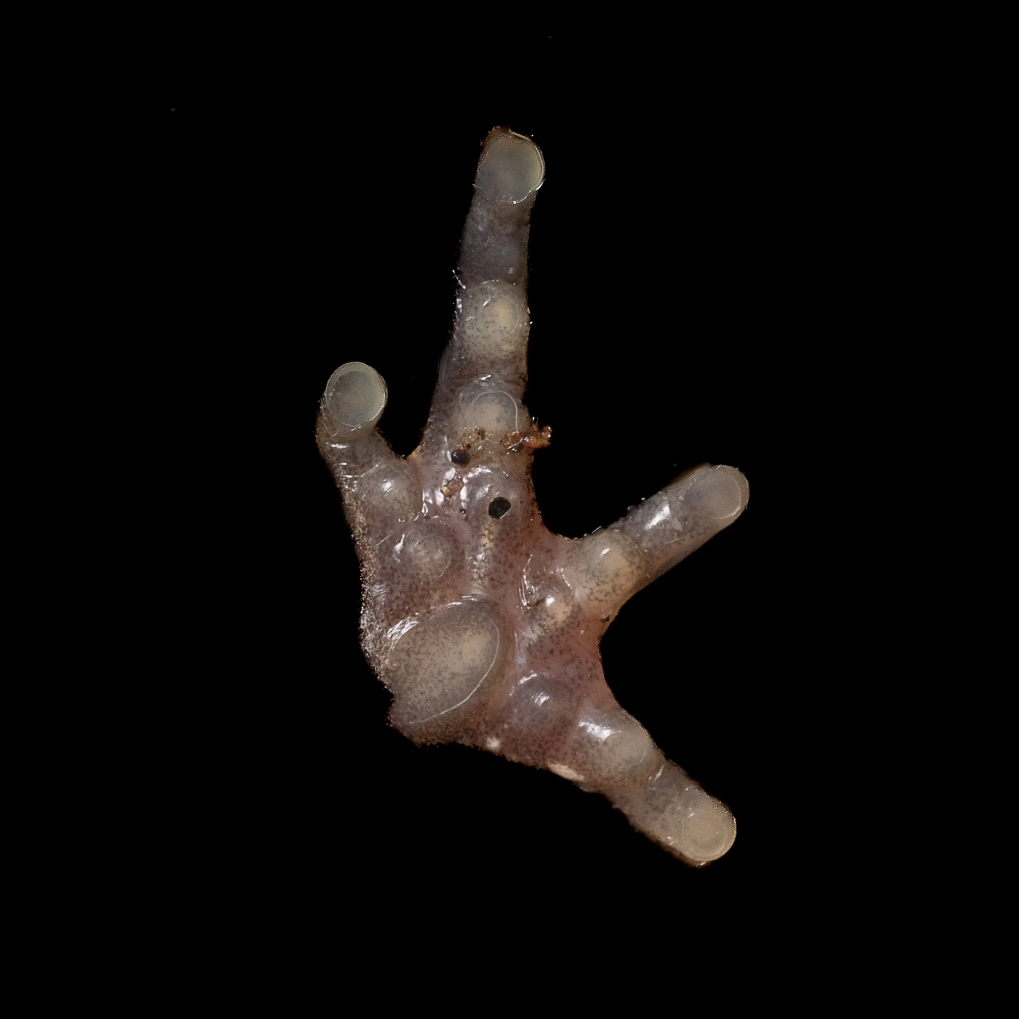 Spotted Narrow-mouthed Frog - Kalophrynus interlineatus