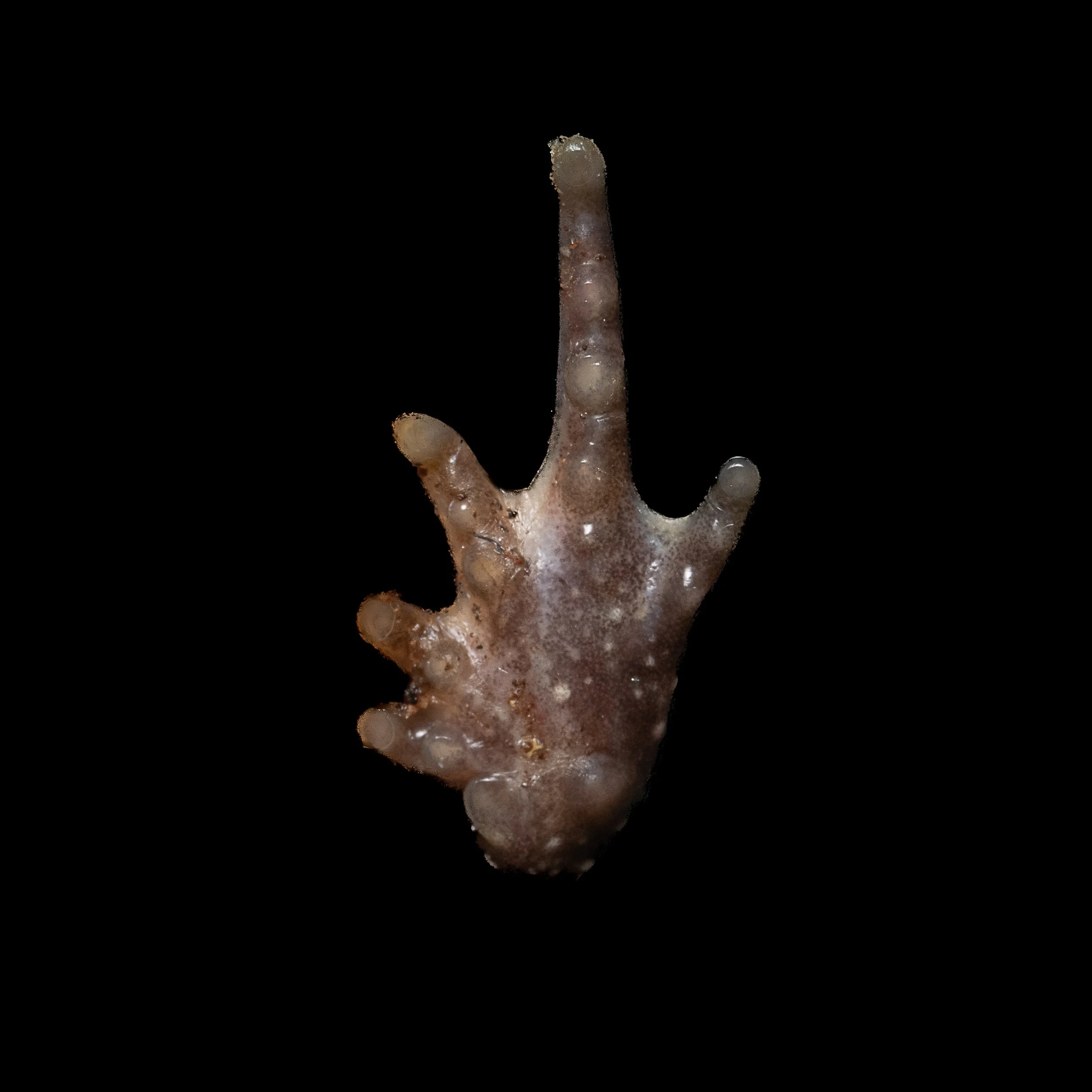 Spotted Narrow-mouthed Frog - Kalophrynus interlineatus