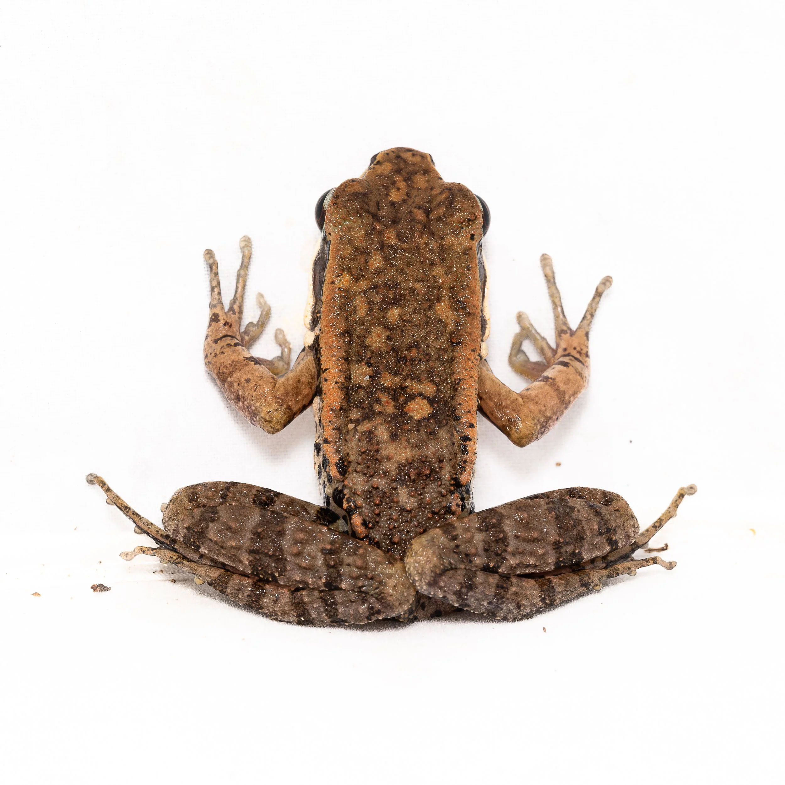 Brown Wood Frog - Hylarana latoucii