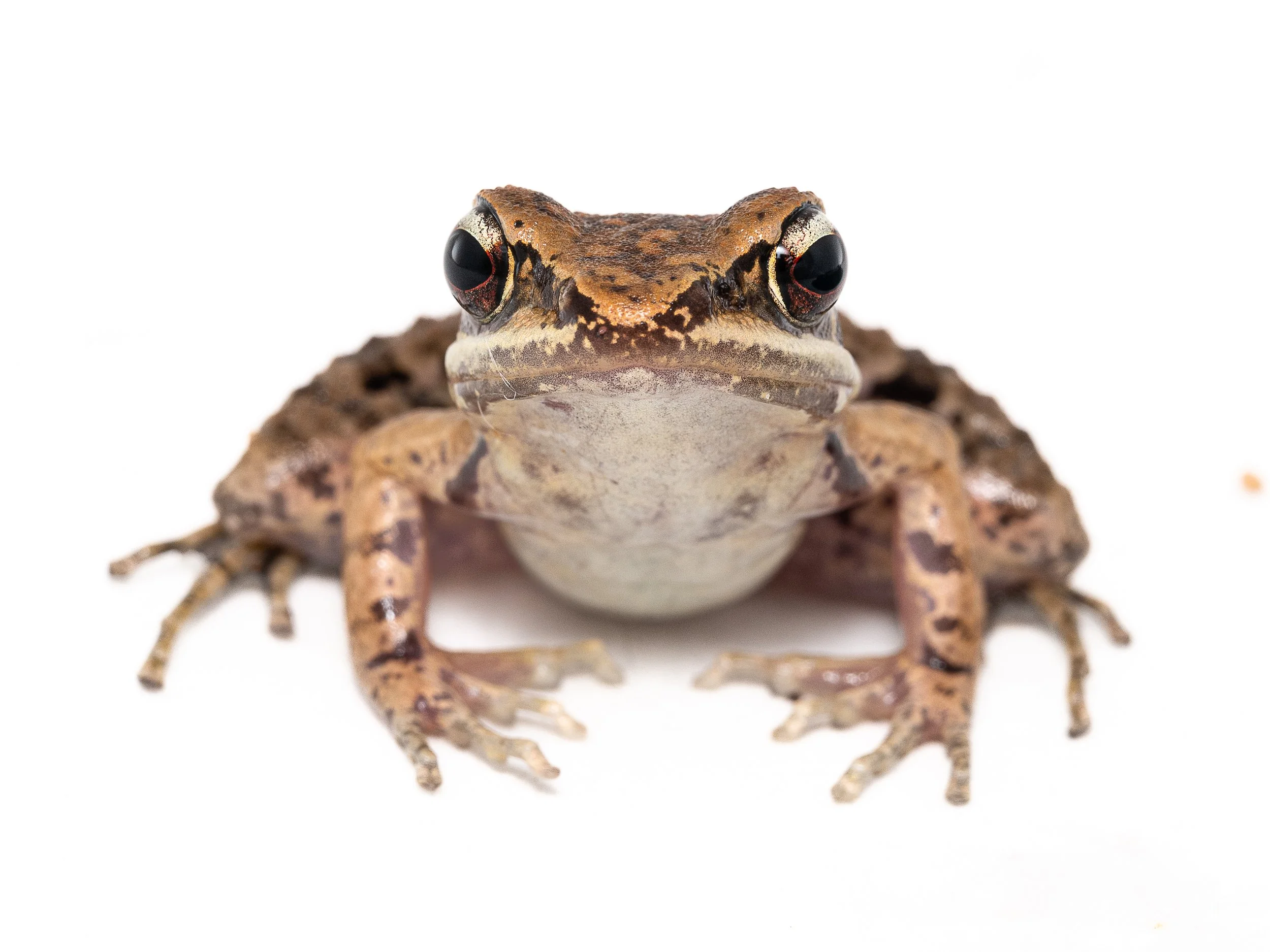 Brown Wood Frog - Hylarana latoucii