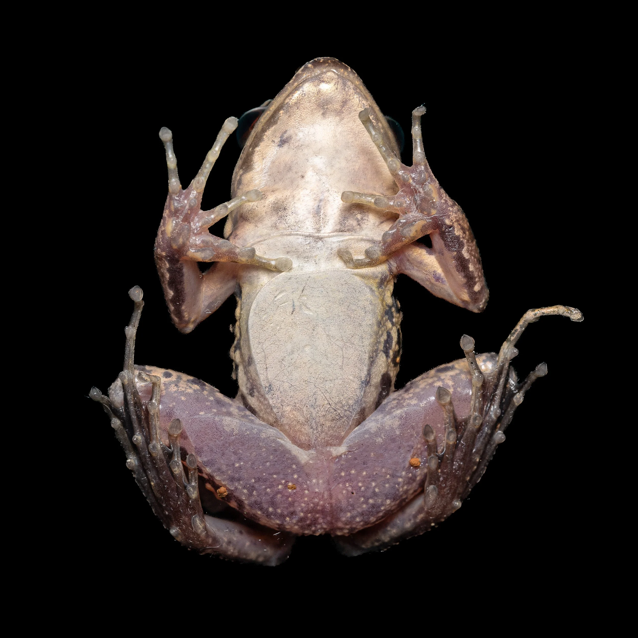 Brown Wood Frog - Hylarana latoucii