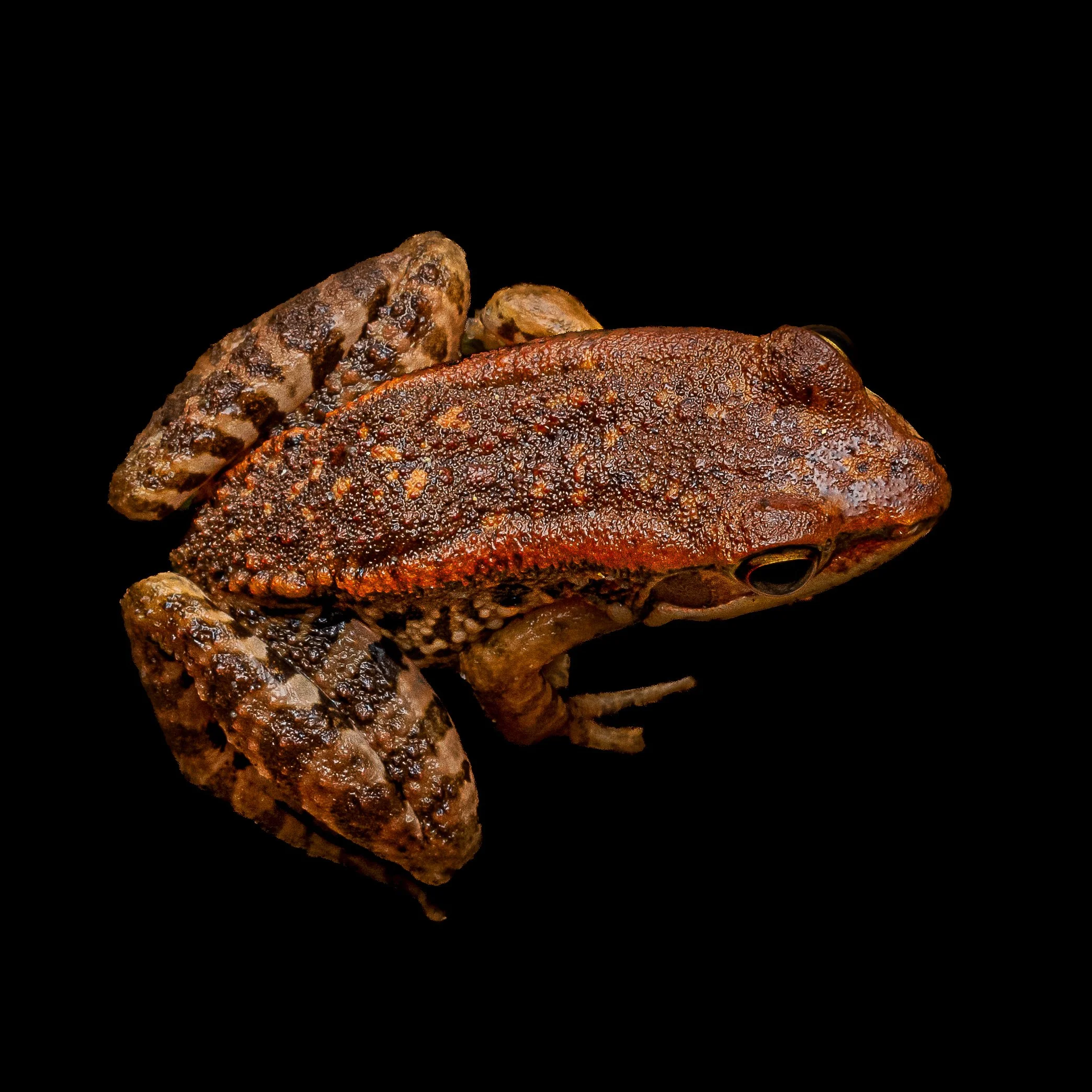 Brown Wood Frog - Hylarana latoucii