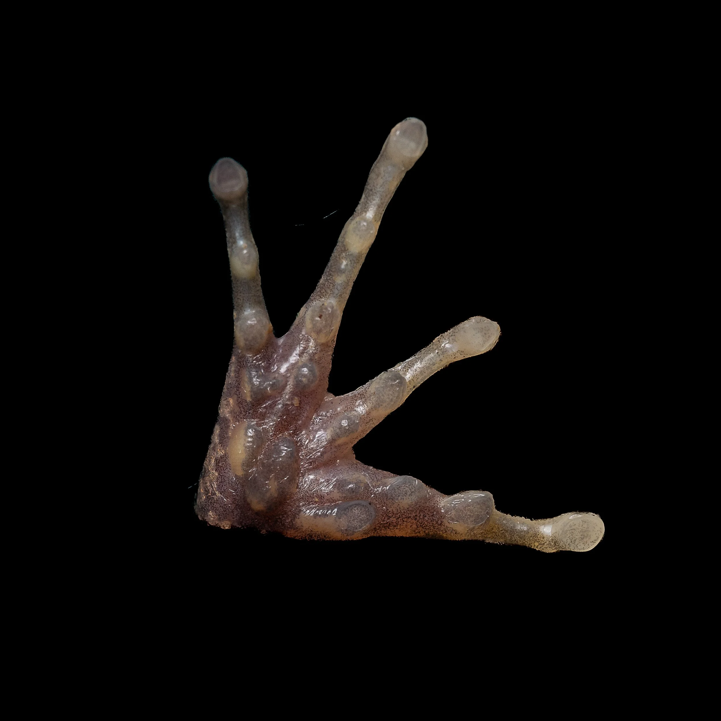 Brown Wood Frog - Hylarana latoucii