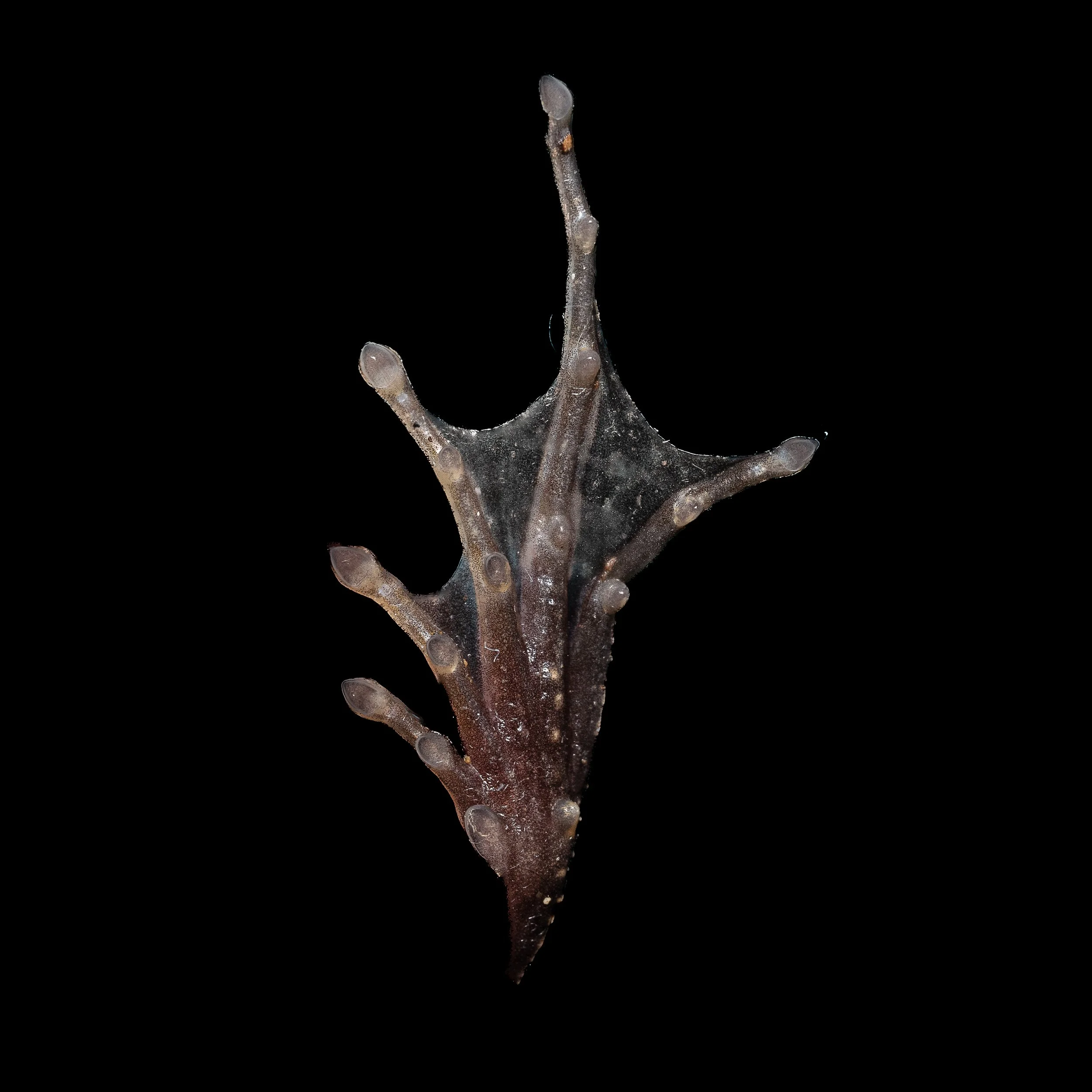 Brown Wood Frog - Hylarana latoucii