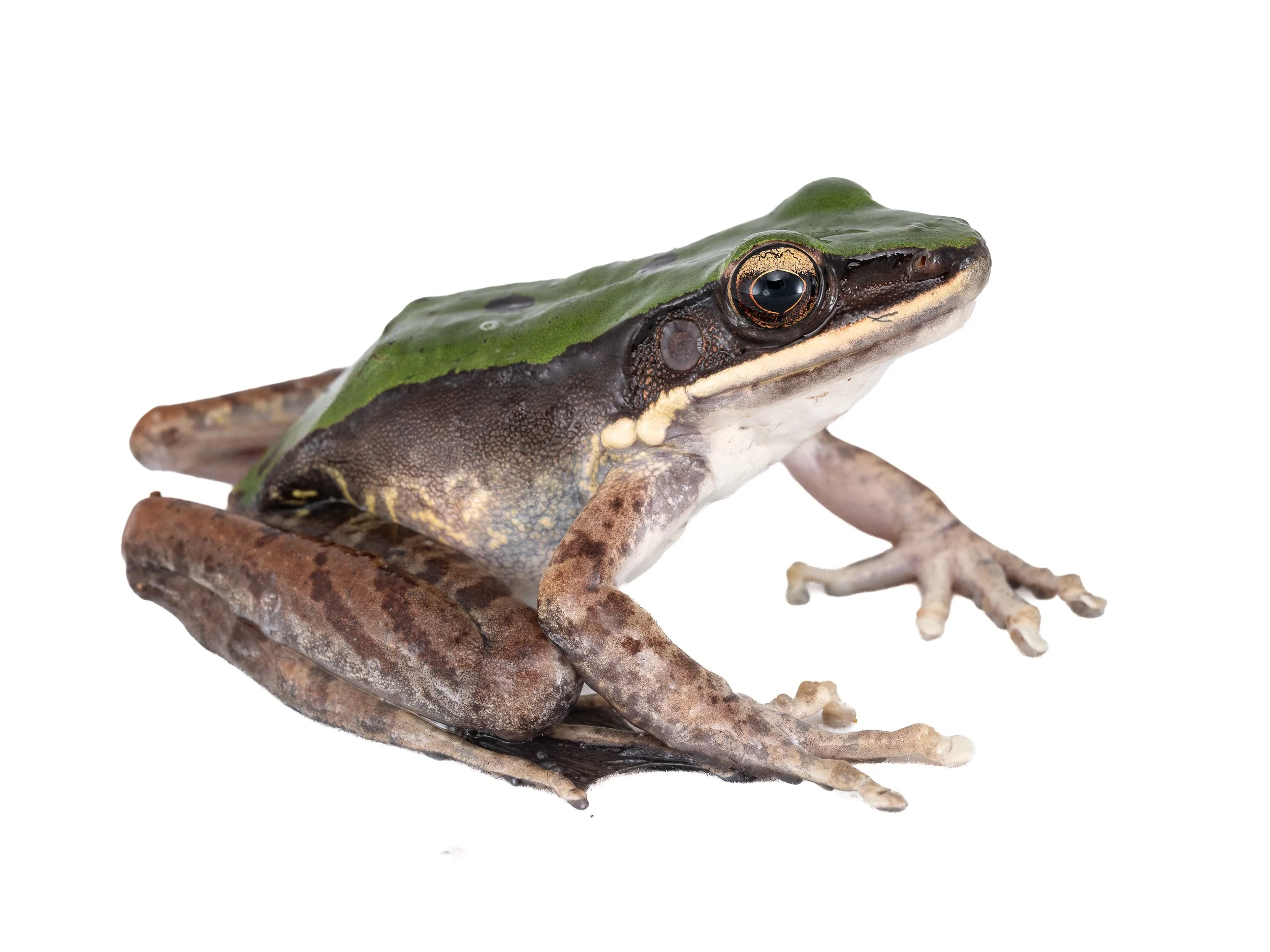 Green Cascade Frog - Odorrana chloronota