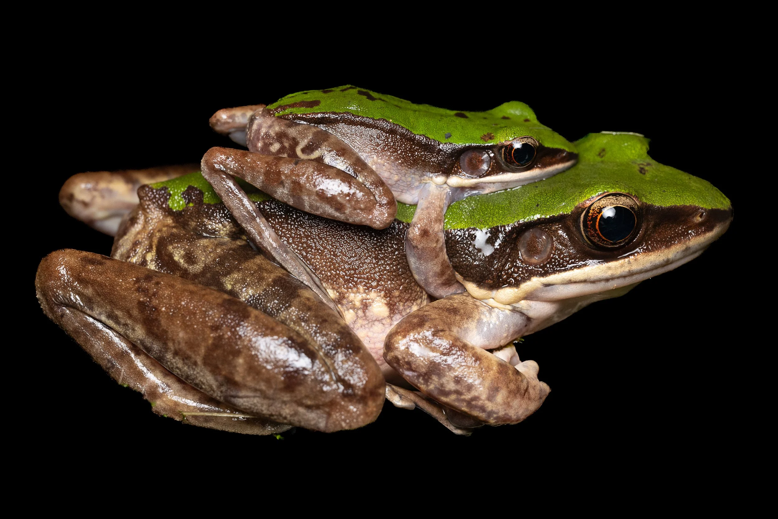 Green Cascade Frog - Odorrana chloronota