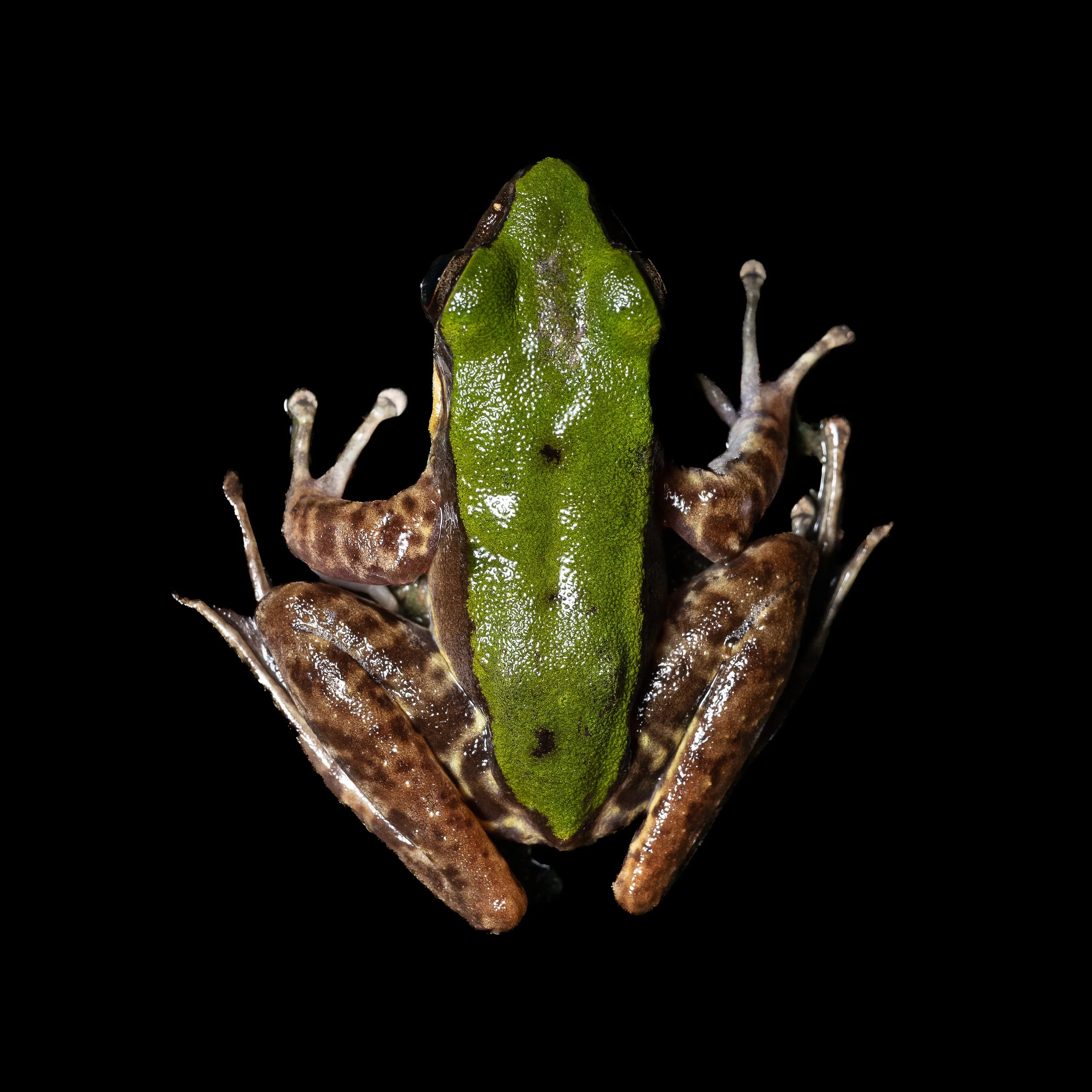 Green Cascade Frog - Odorrana chloronota