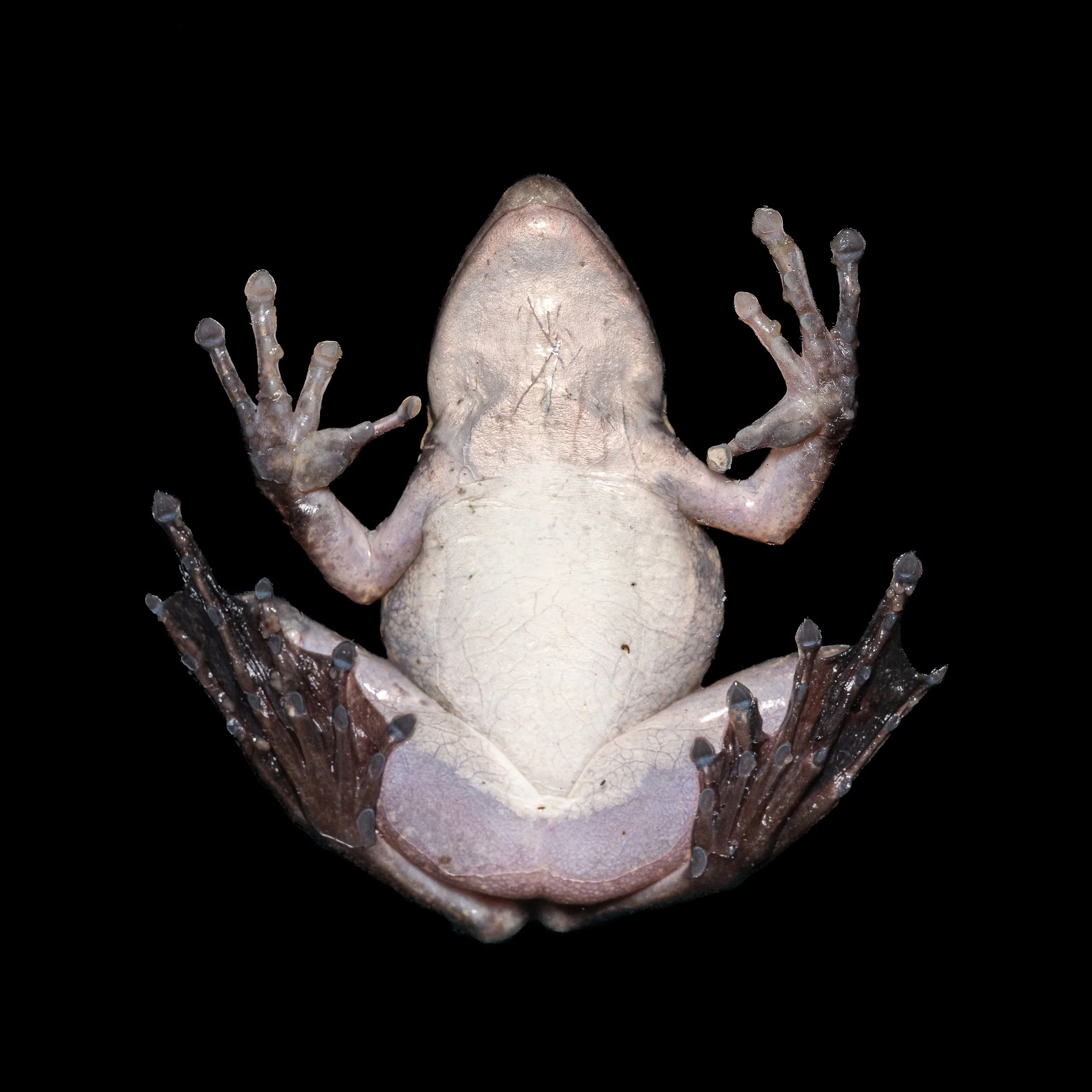 Green Cascade Frog - Odorrana chloronota