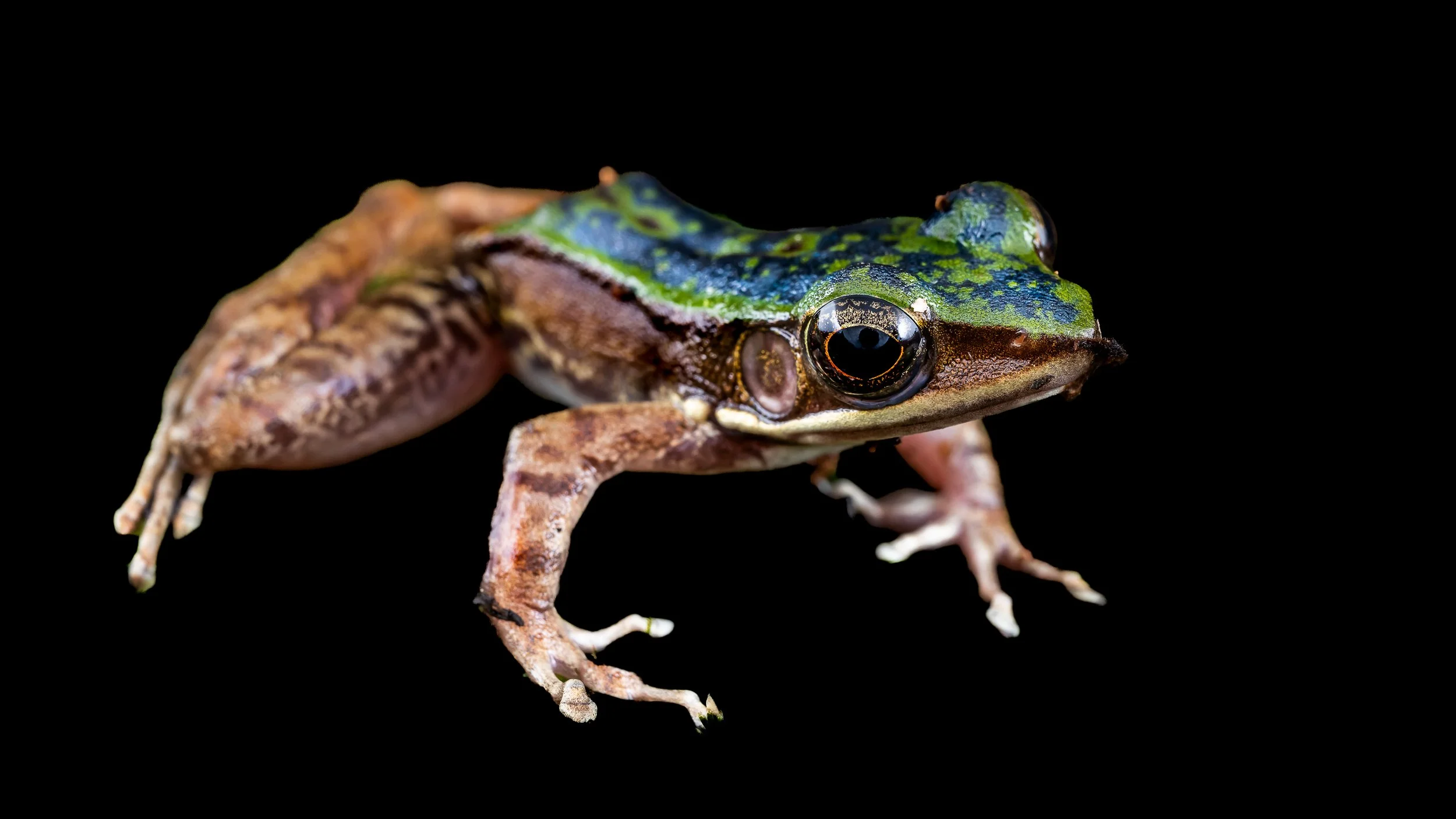 Green Cascade Frog - Odorrana chloronota