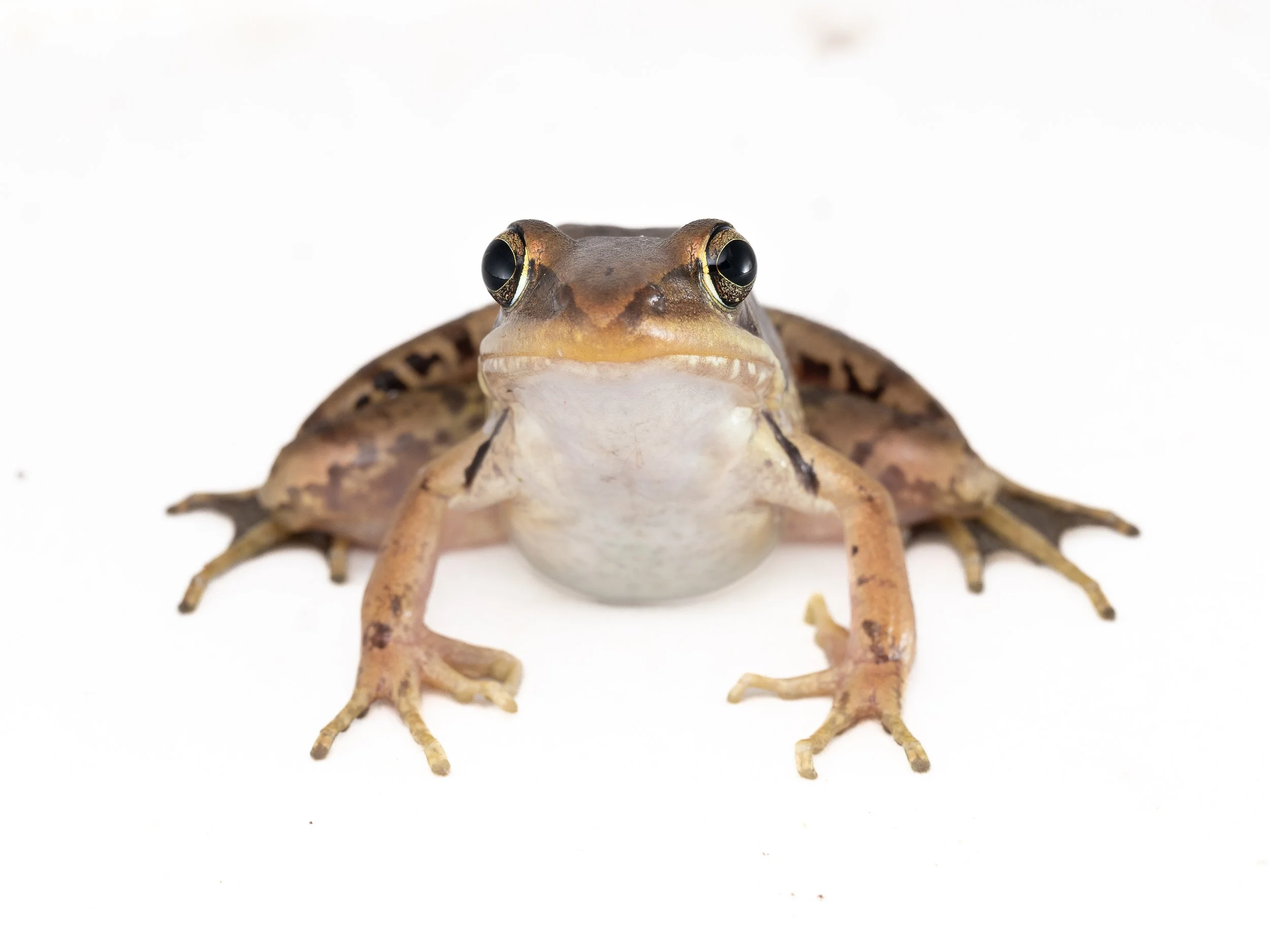 Gunther's Frog - Sylvirana guntheri