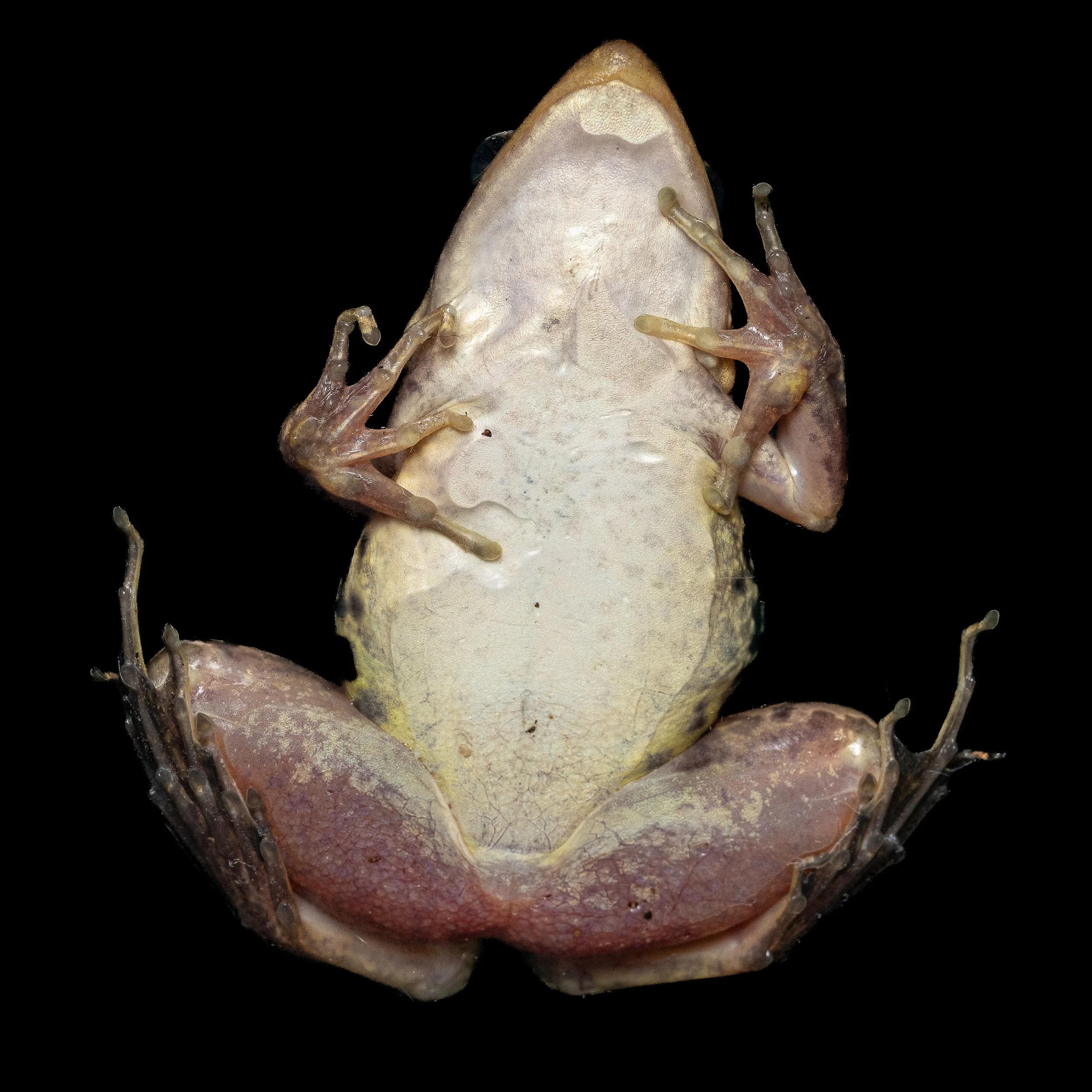 Gunther's Frog - Sylvirana guntheri