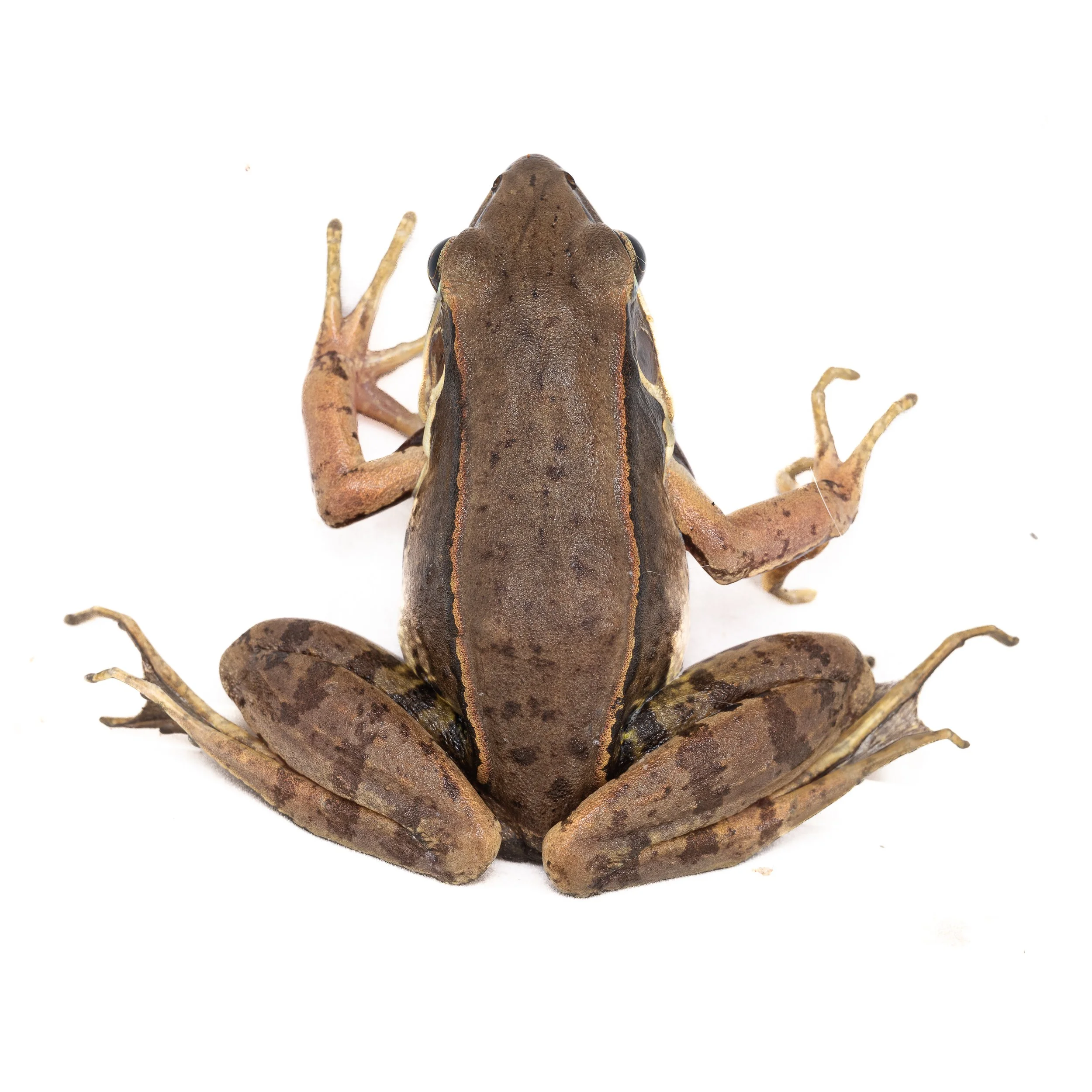 Gunther's Frog - Sylvirana guntheri
