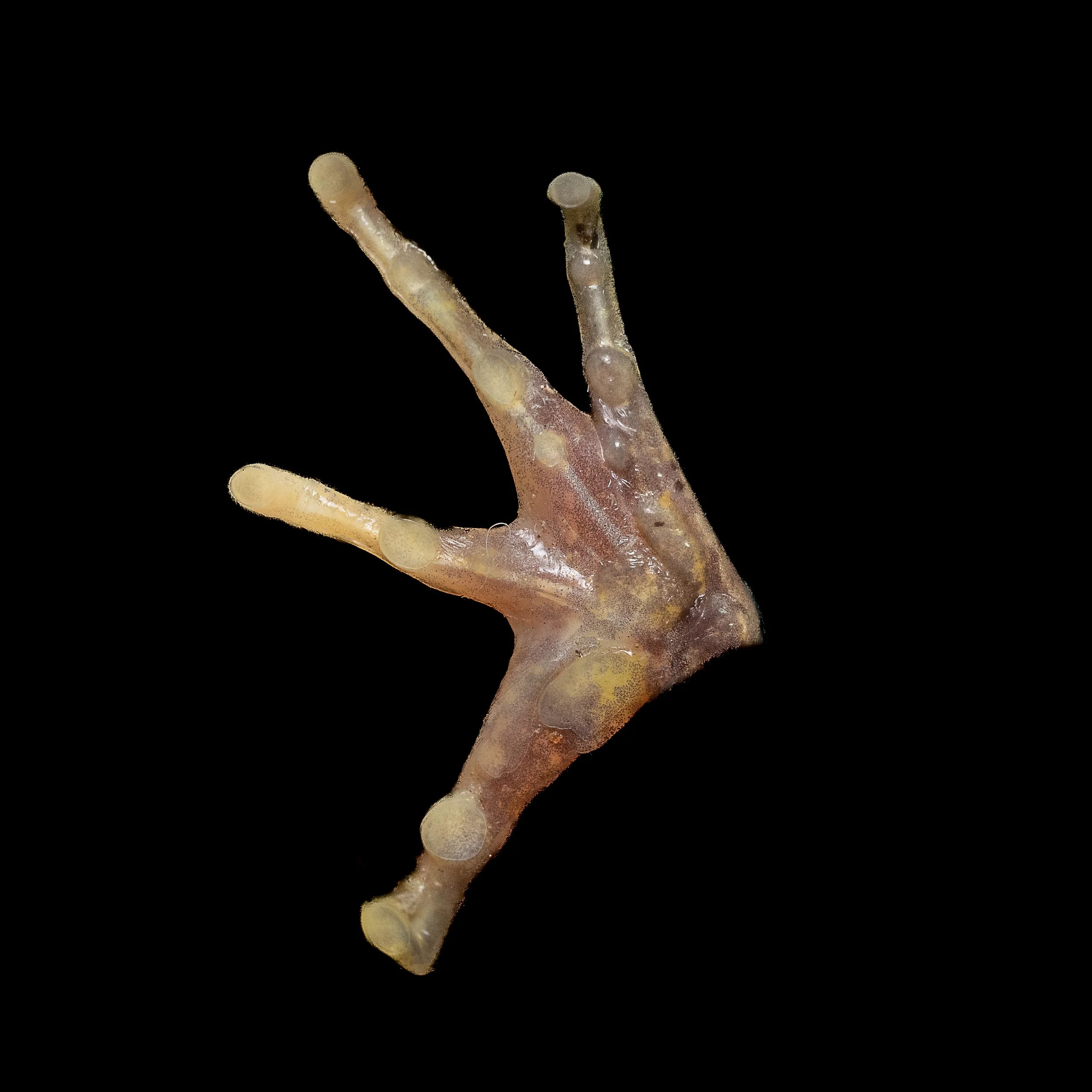 Gunther's Frog - Sylvirana guntheri