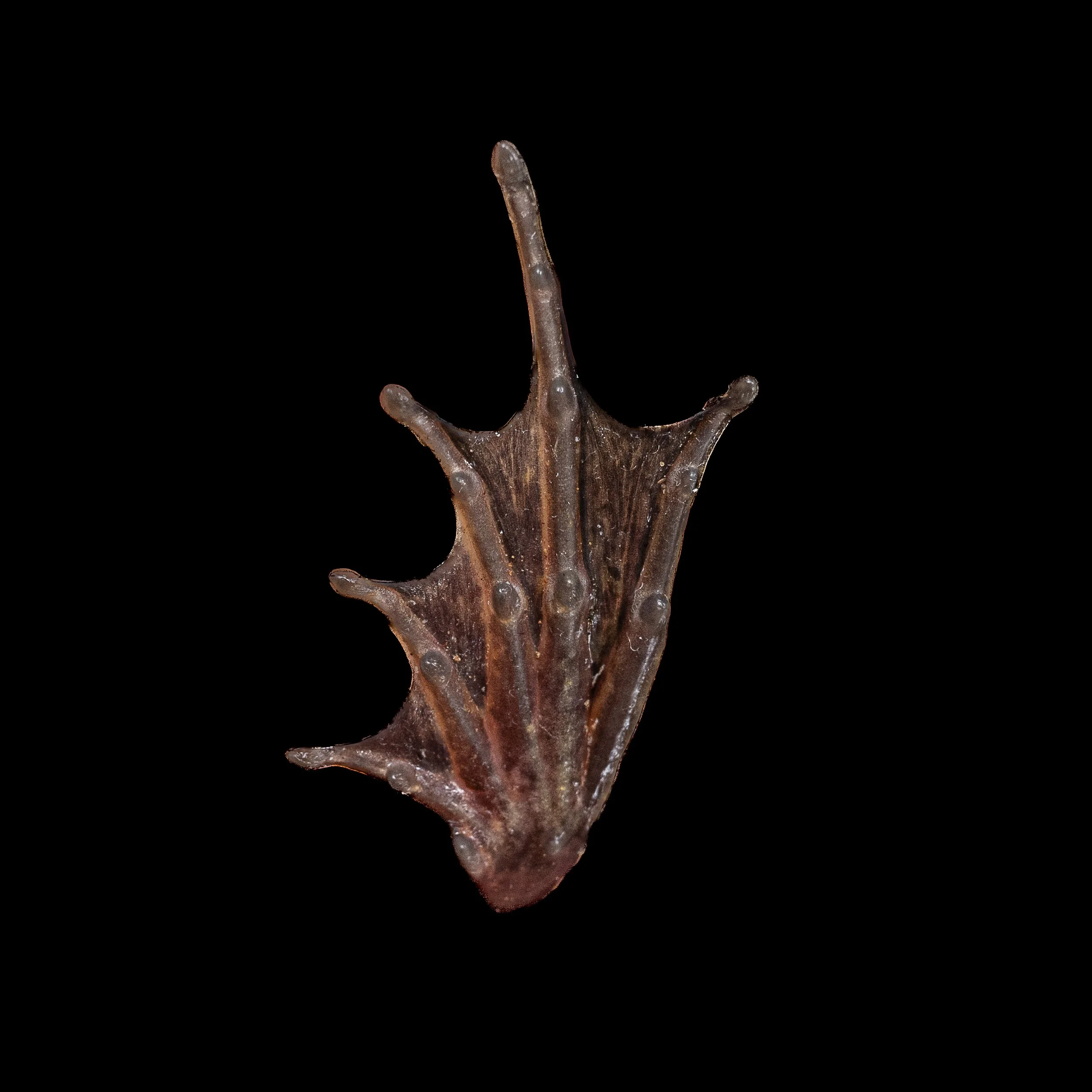 Gunther's Frog - Sylvirana guntheri