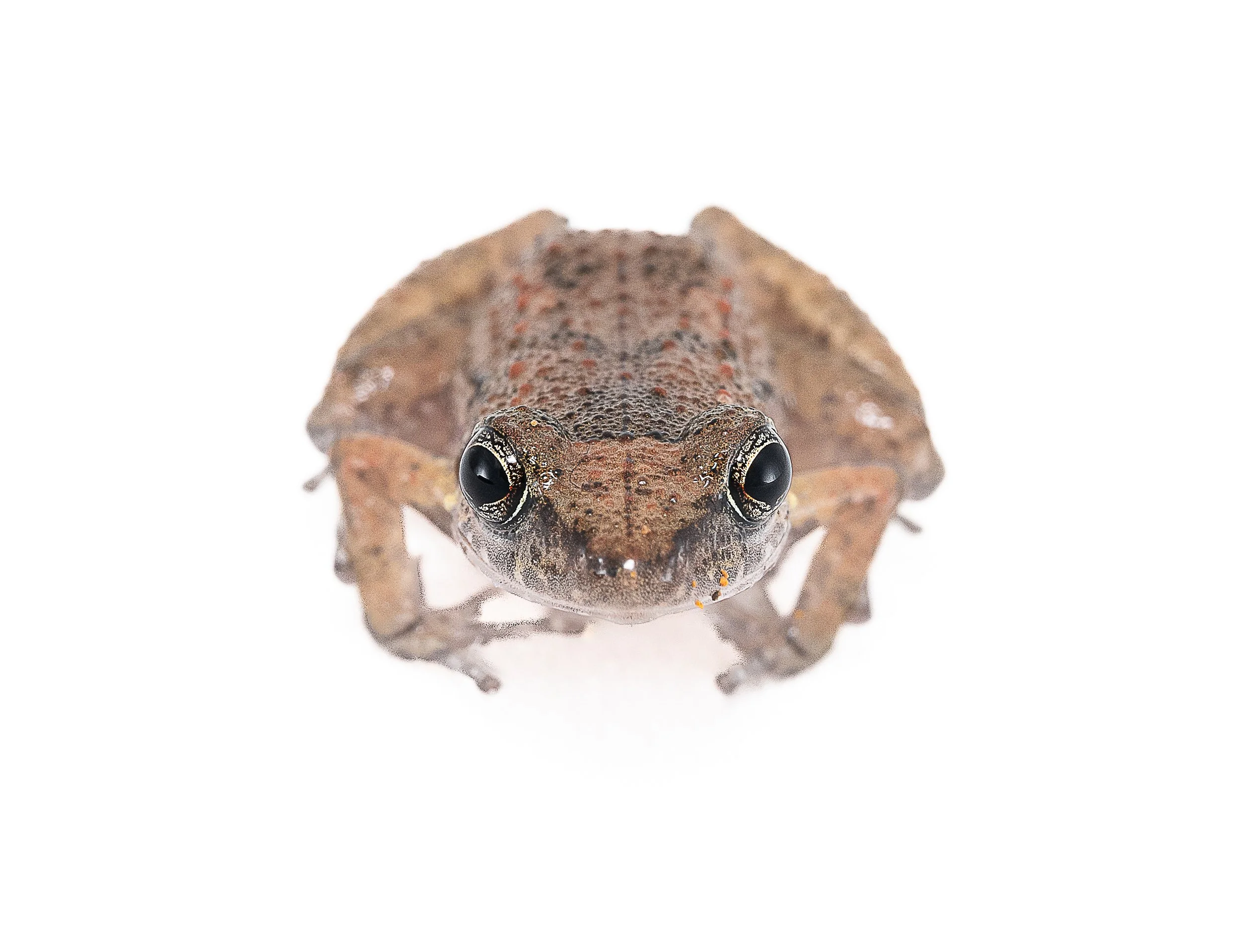 Greenhouse Frog - Eleutherodactylus planirostris