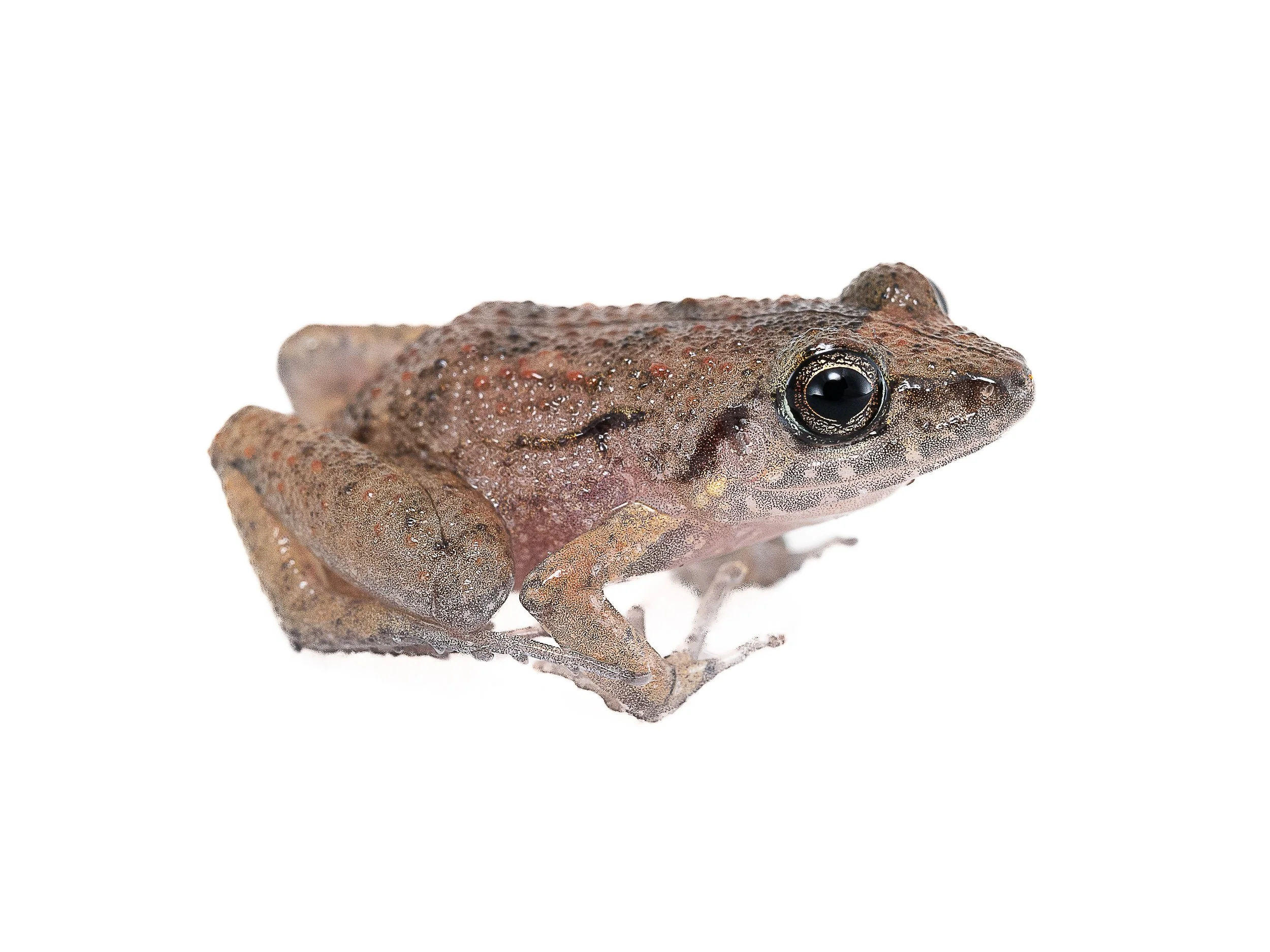 Greenhouse Frog - Eleutherodactylus planirostris