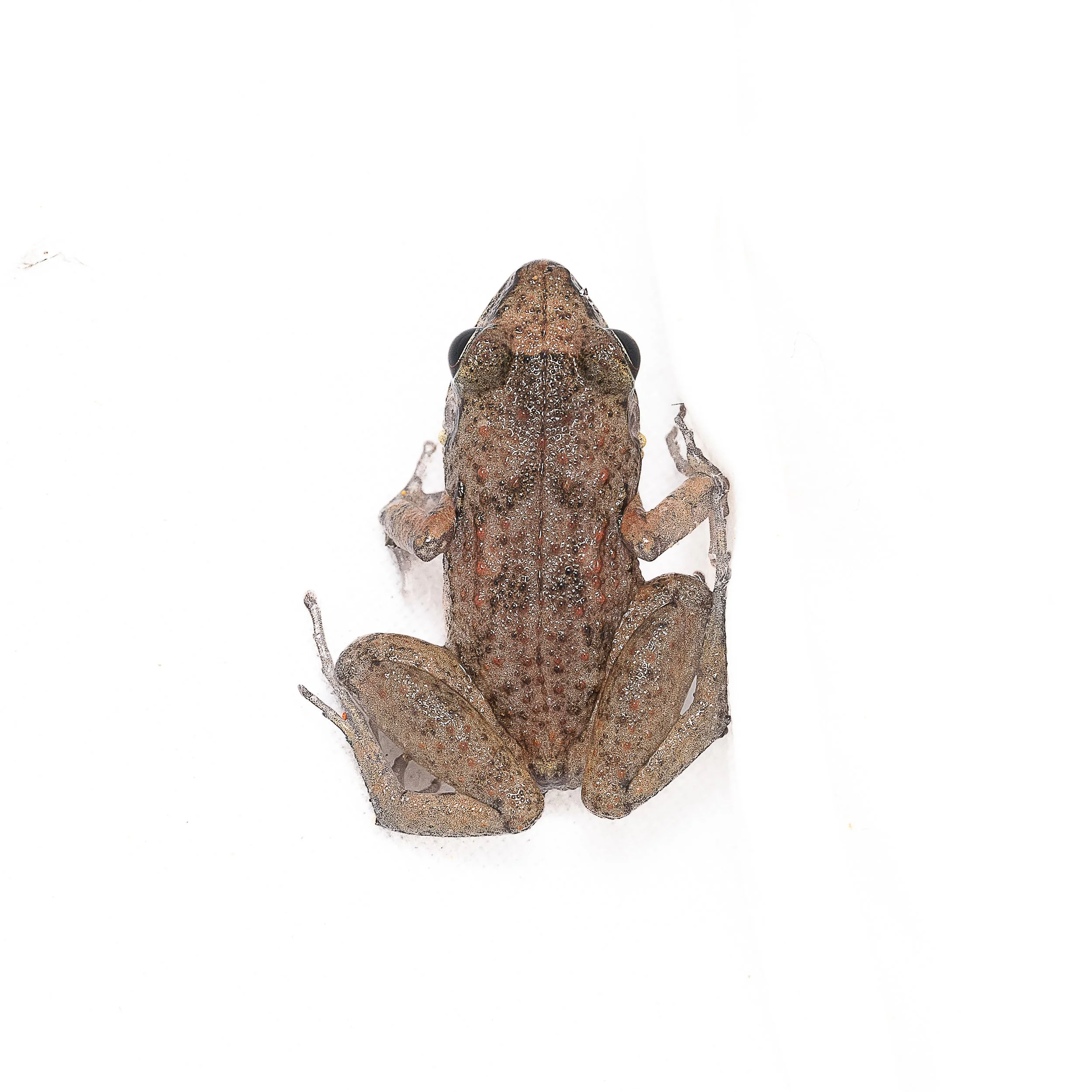 Greenhouse Frog - Eleutherodactylus planirostris