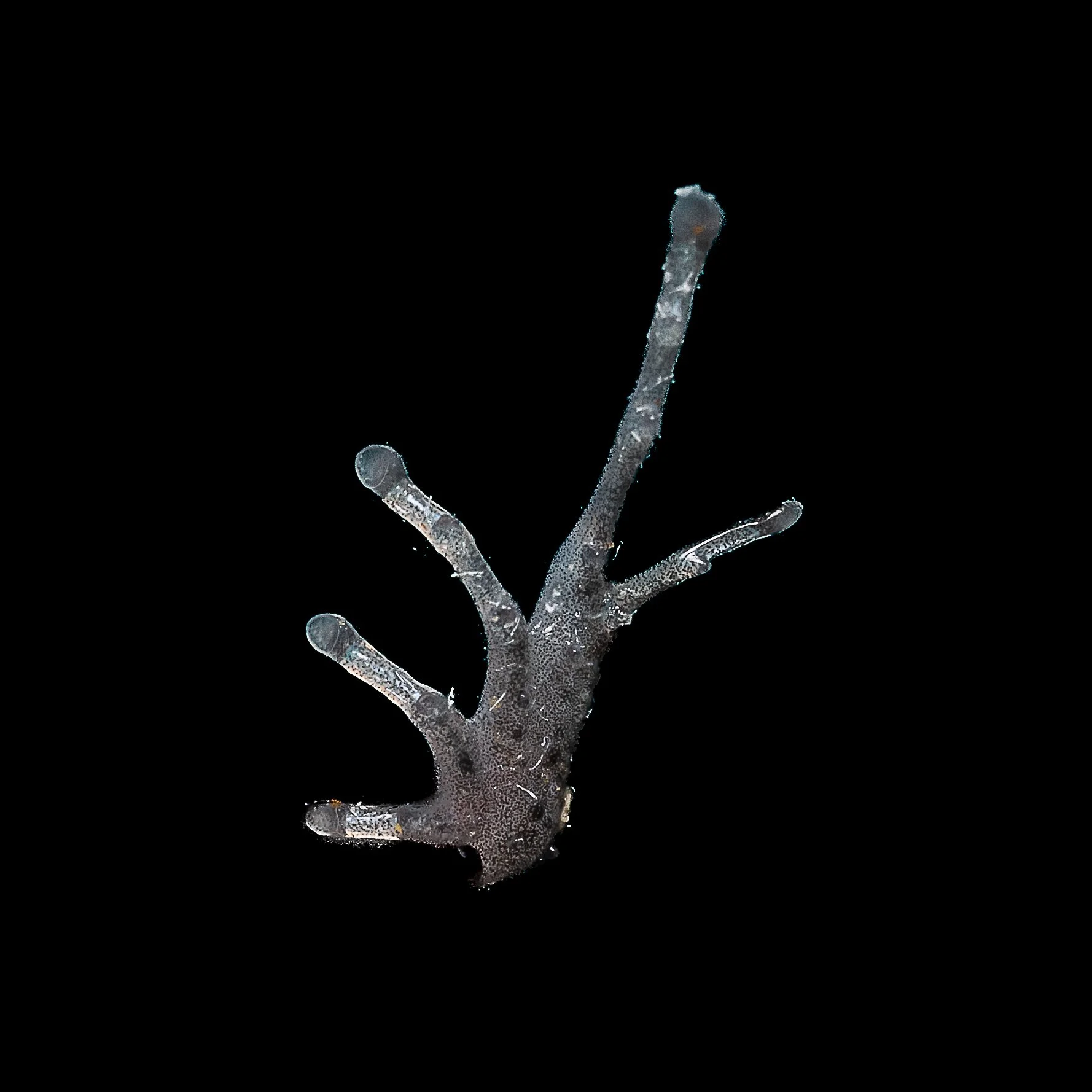 Greenhouse Frog - Eleutherodactylus planirostris