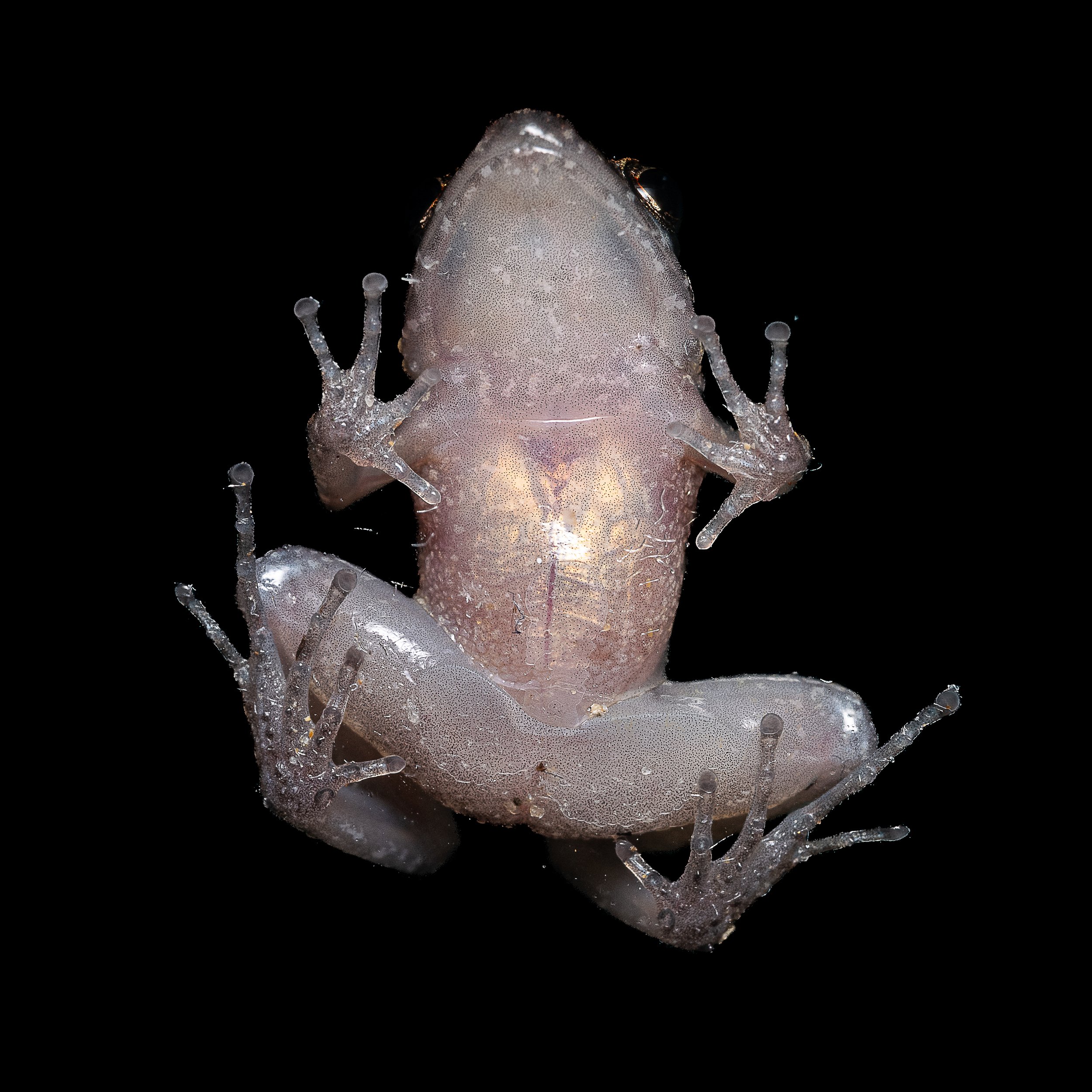 Greenhouse Frog - Eleutherodactylus planirostris