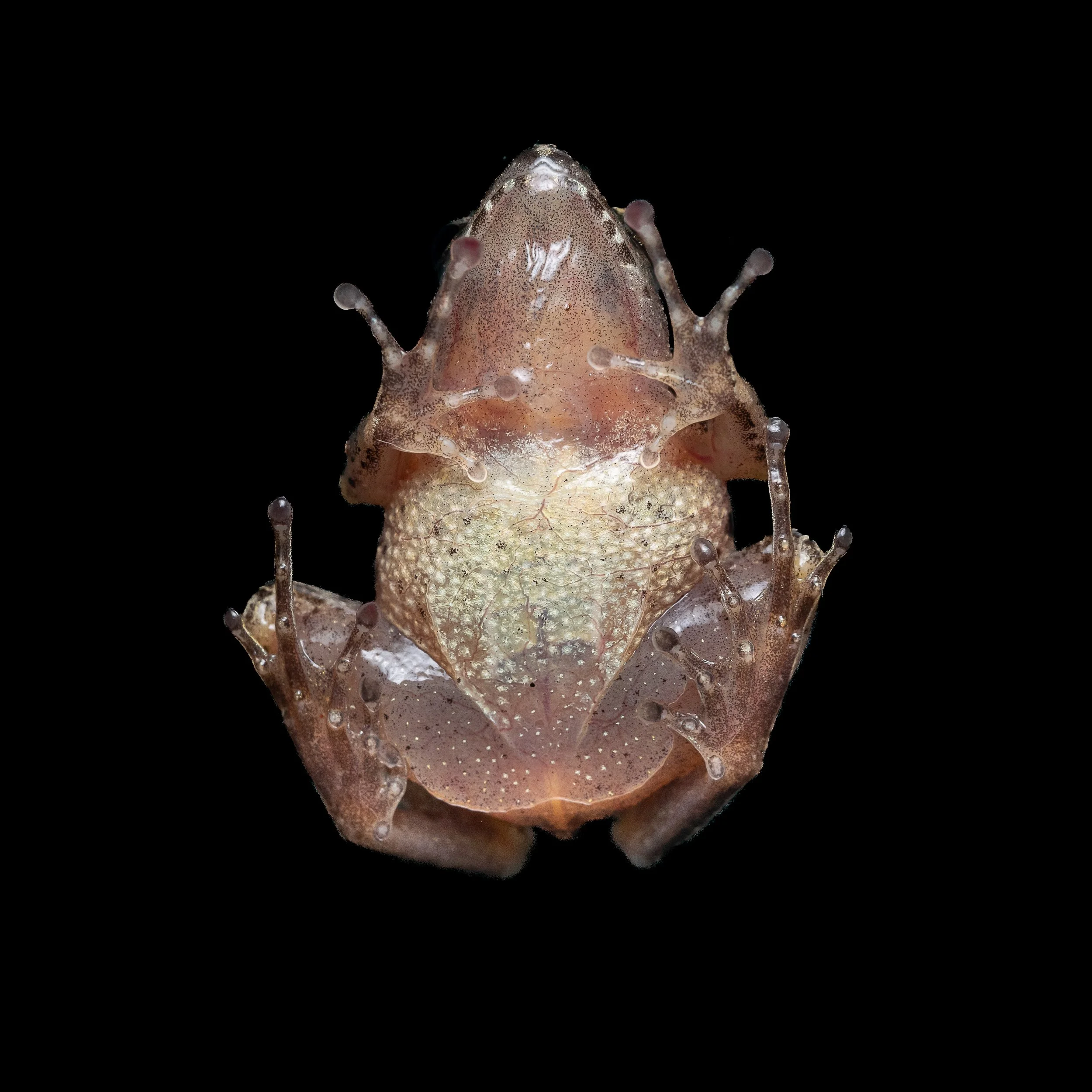 Romer's Tree Frog - Liuixalus romeri