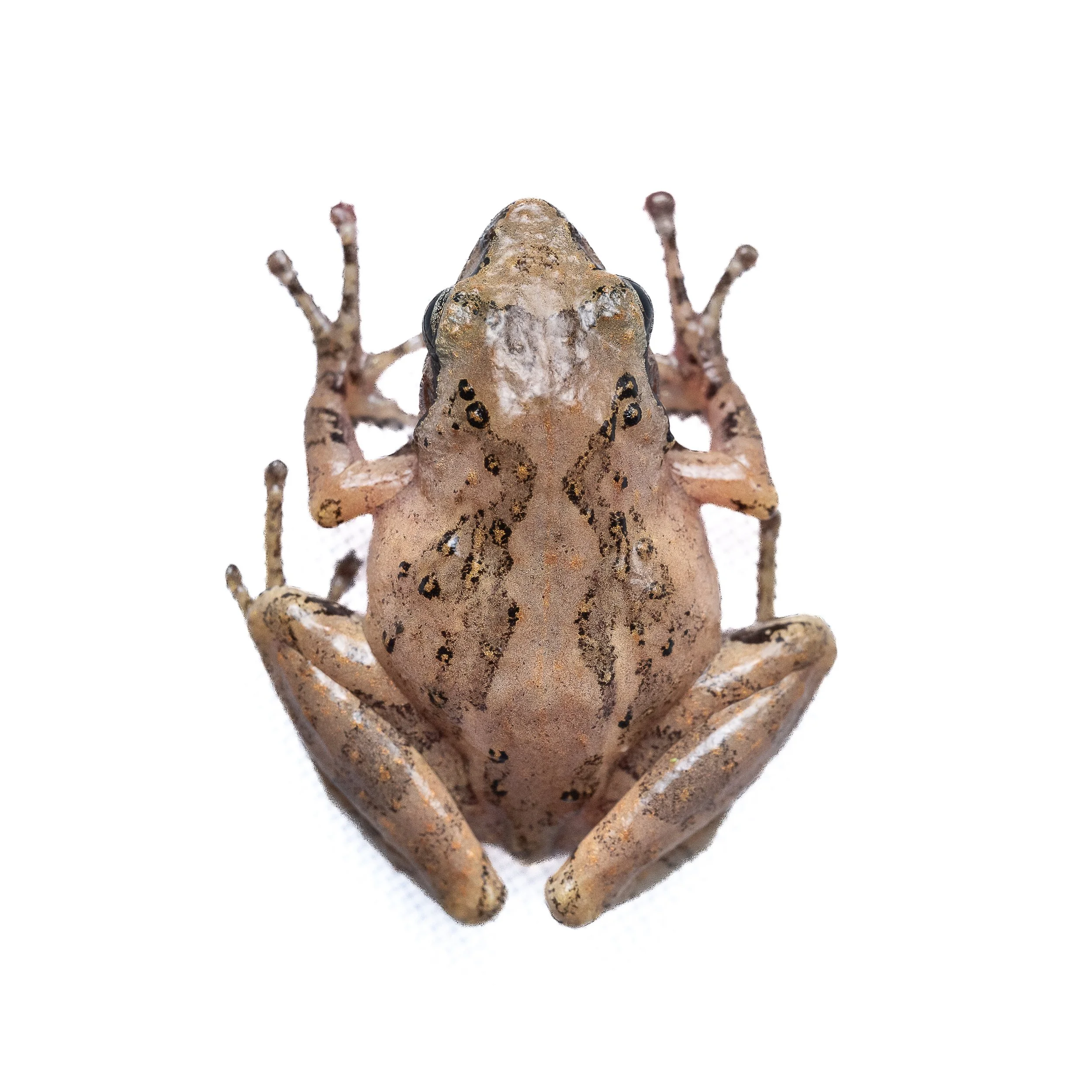 Romer's Tree Frog - Liuixalus romeri