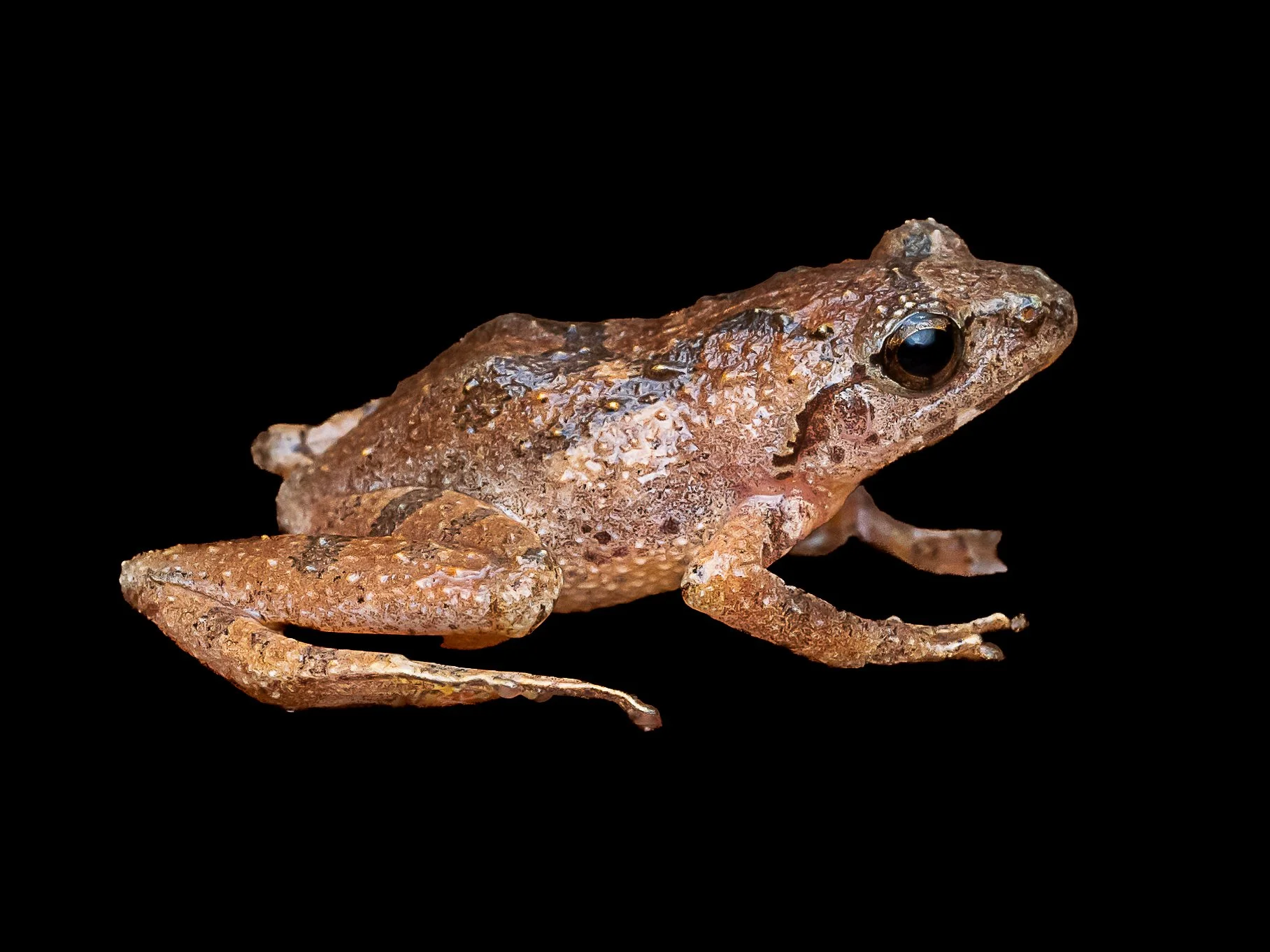 Romer's Tree Frog - Liuixalus romeri