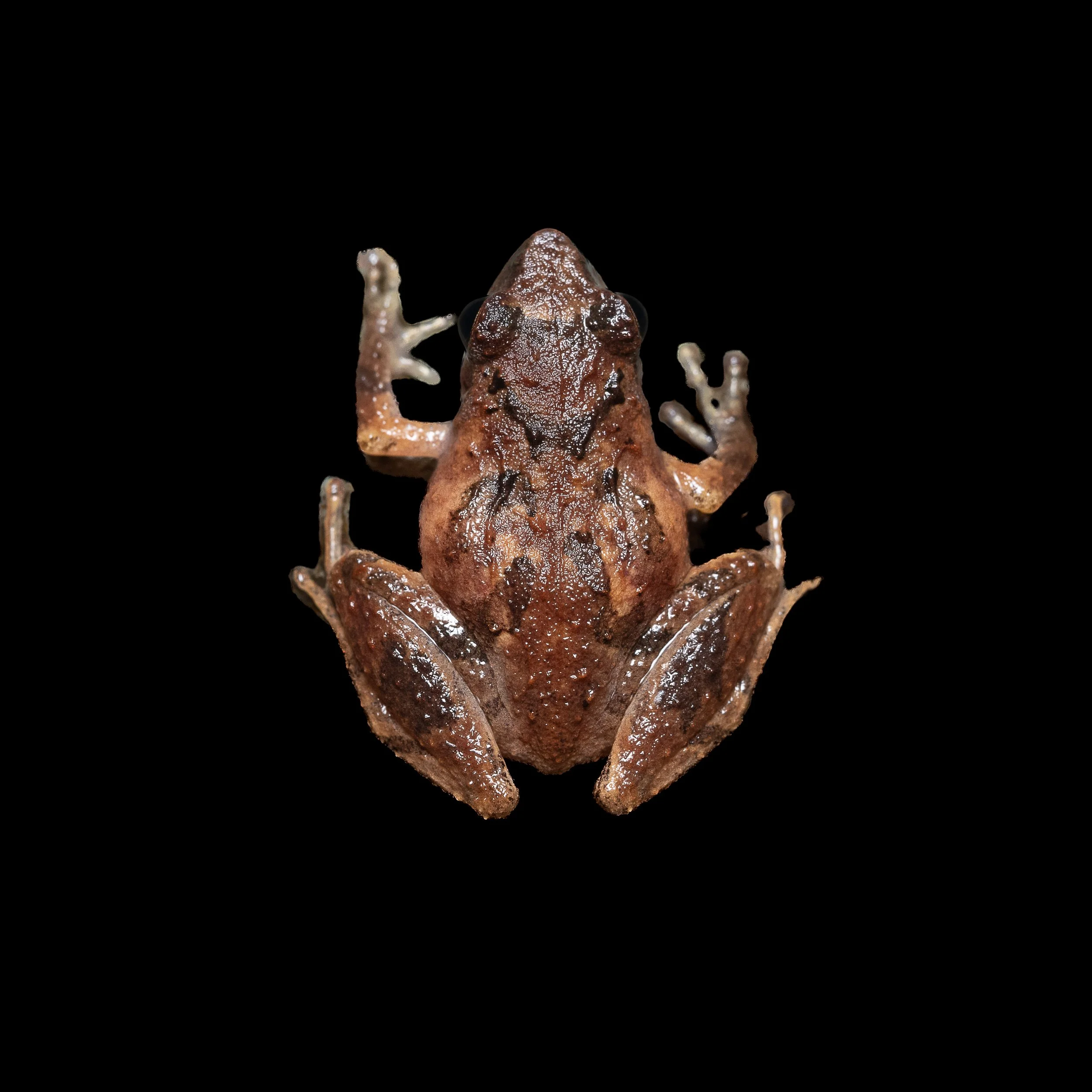 Romer's Tree Frog - Liuixalus romeri
