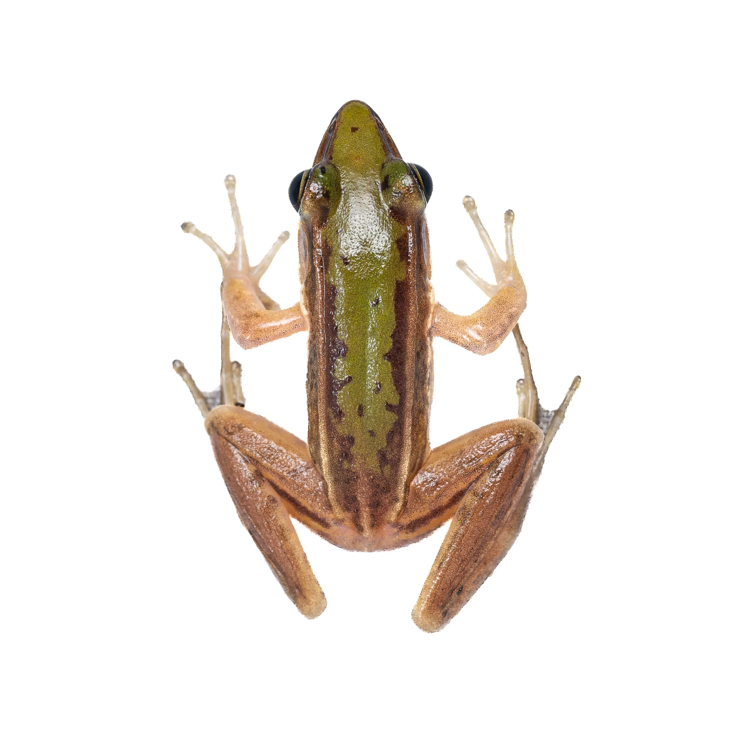 Two-striped Grass Frog - Hylarana taipehensis