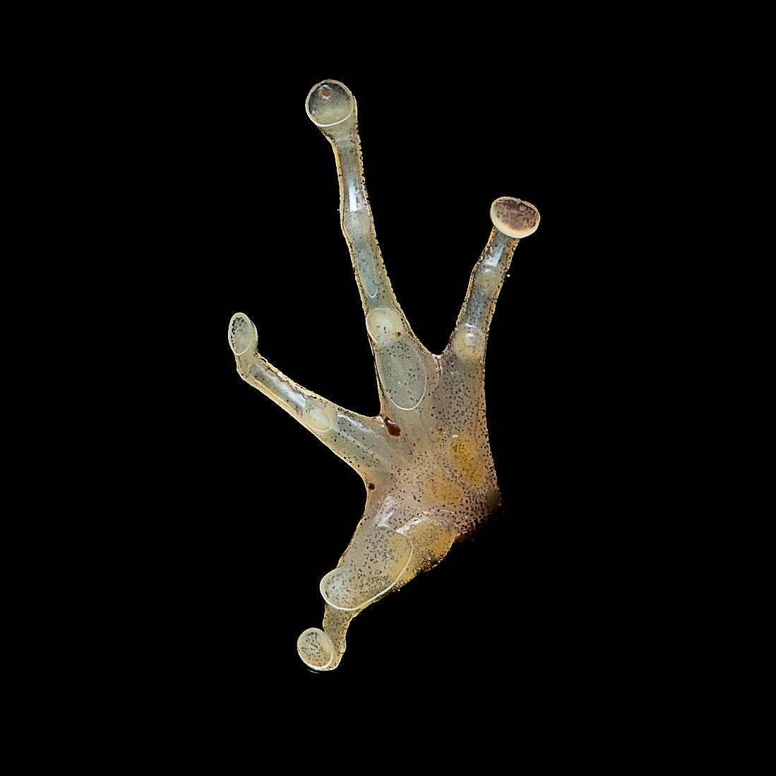 Two-striped Grass Frog - Hylarana taipehensis