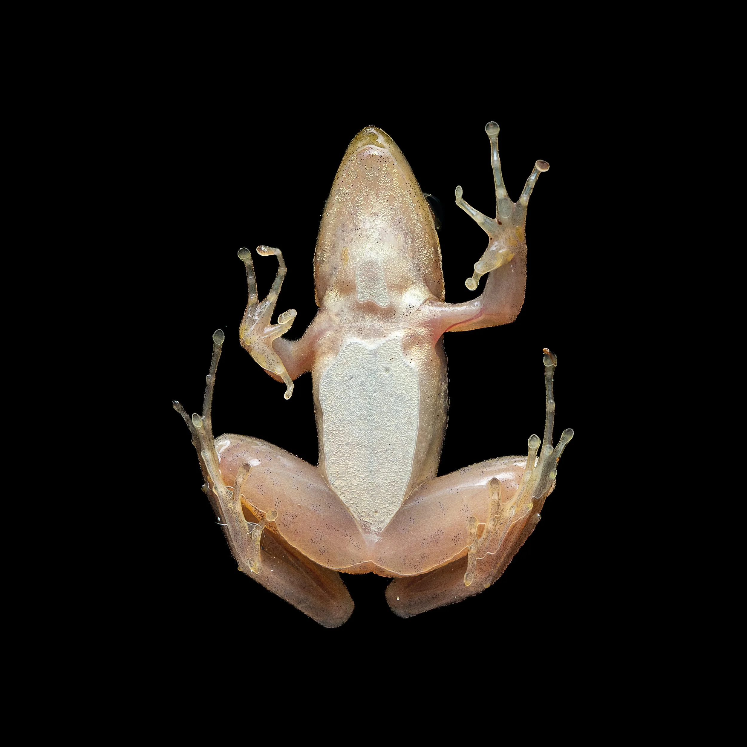 Two-striped Grass Frog - Hylarana taipehensis
