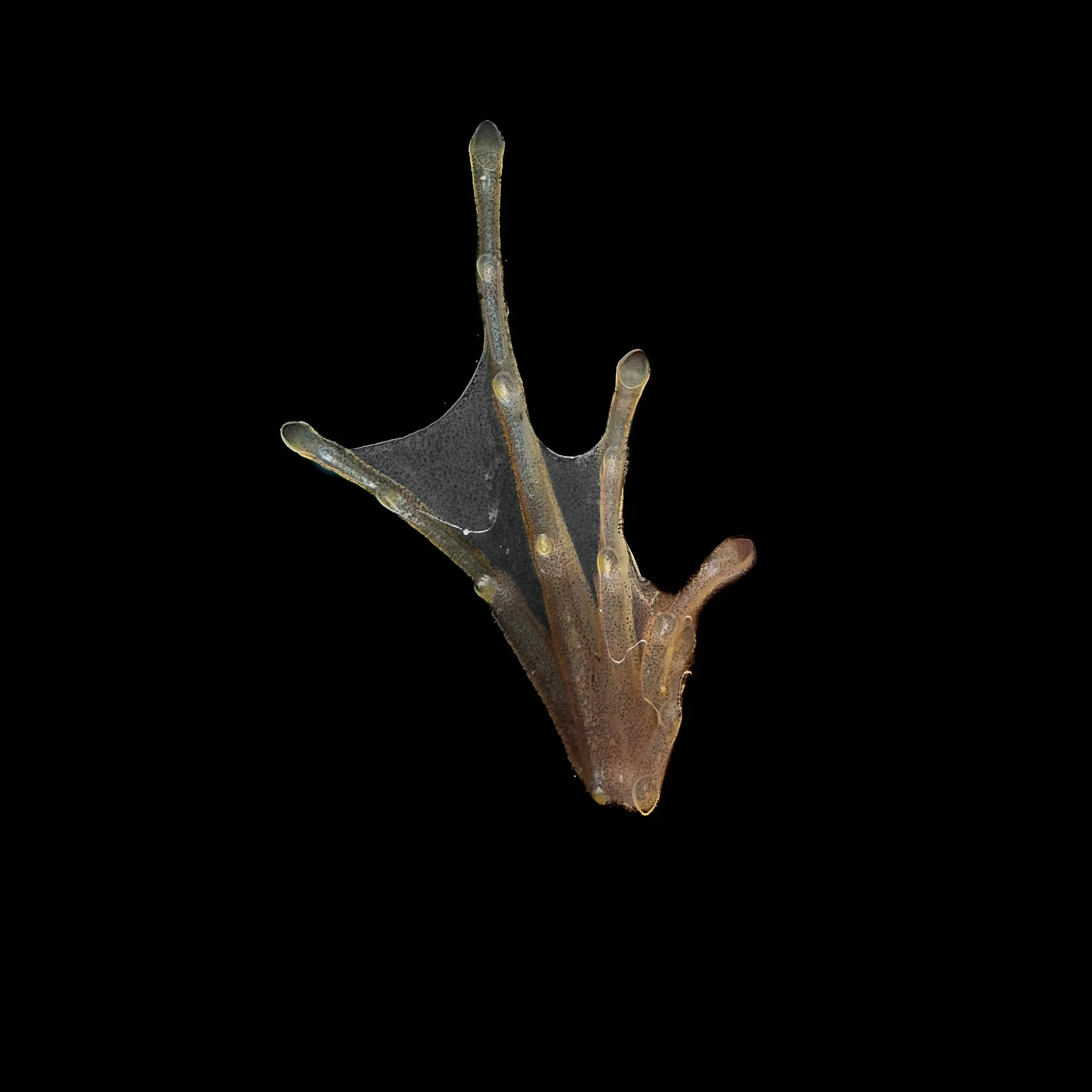 Two-striped Grass Frog - Hylarana taipehensis