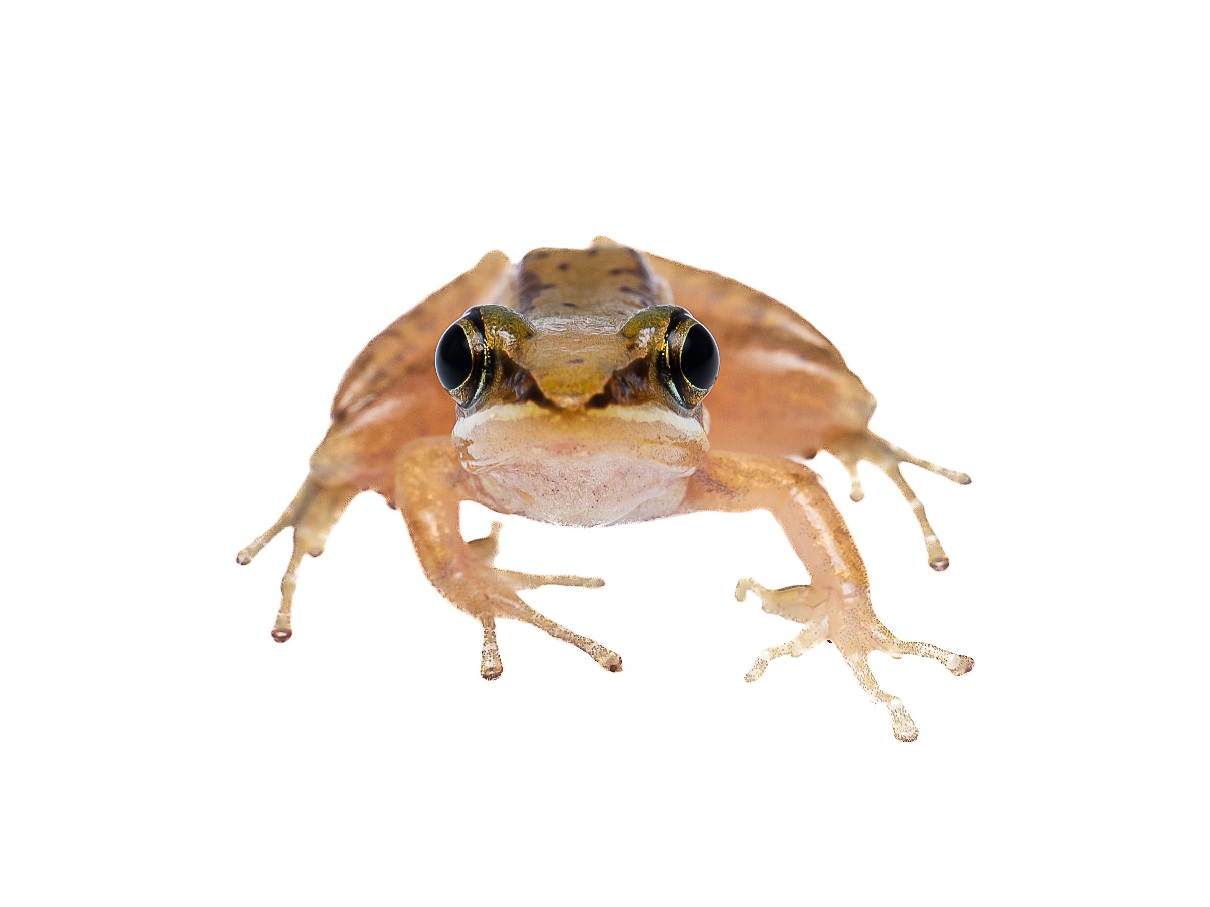 Two-striped Grass Frog - Hylarana taipehensis