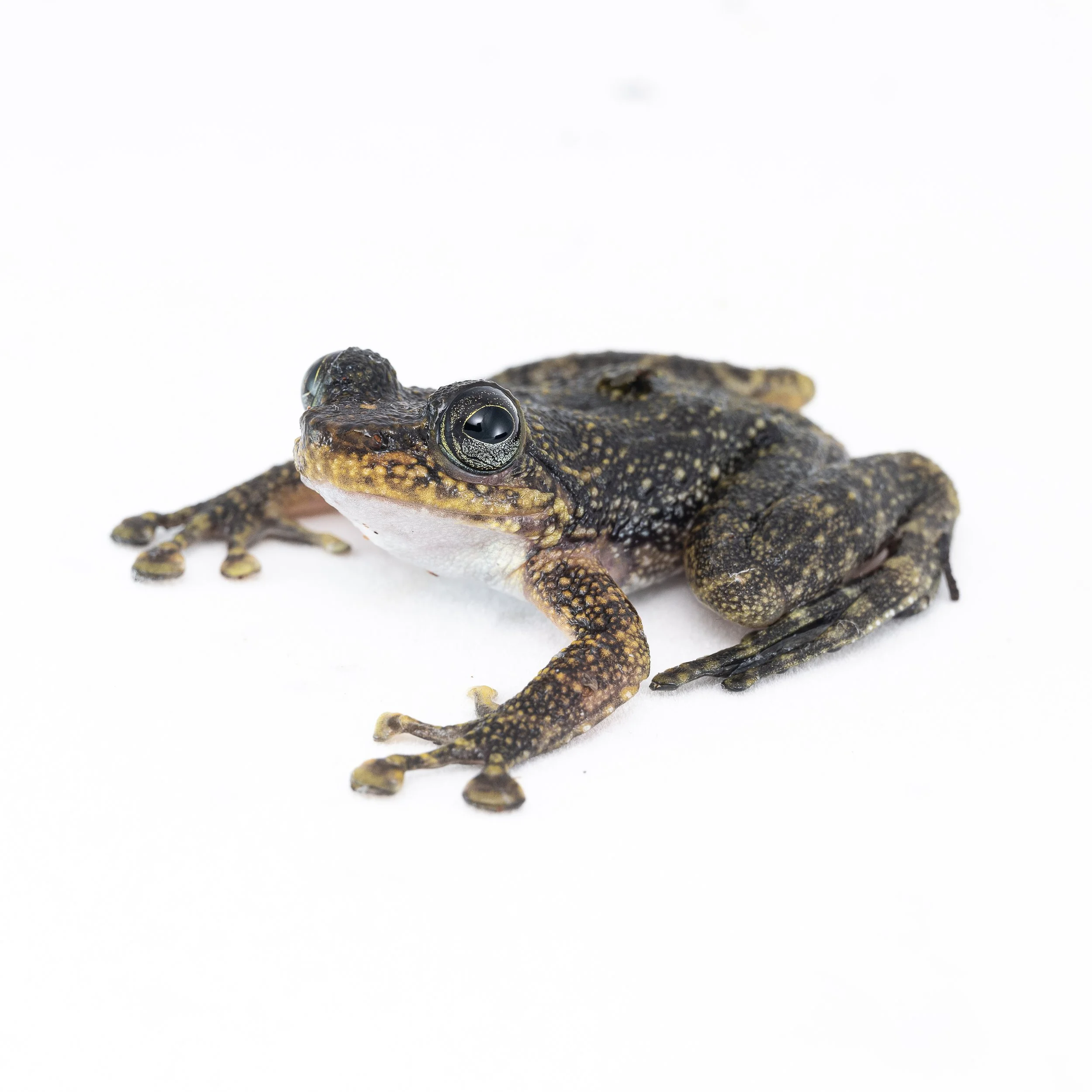 Hong Kong Cascade Frog - Amolops hongkongensis