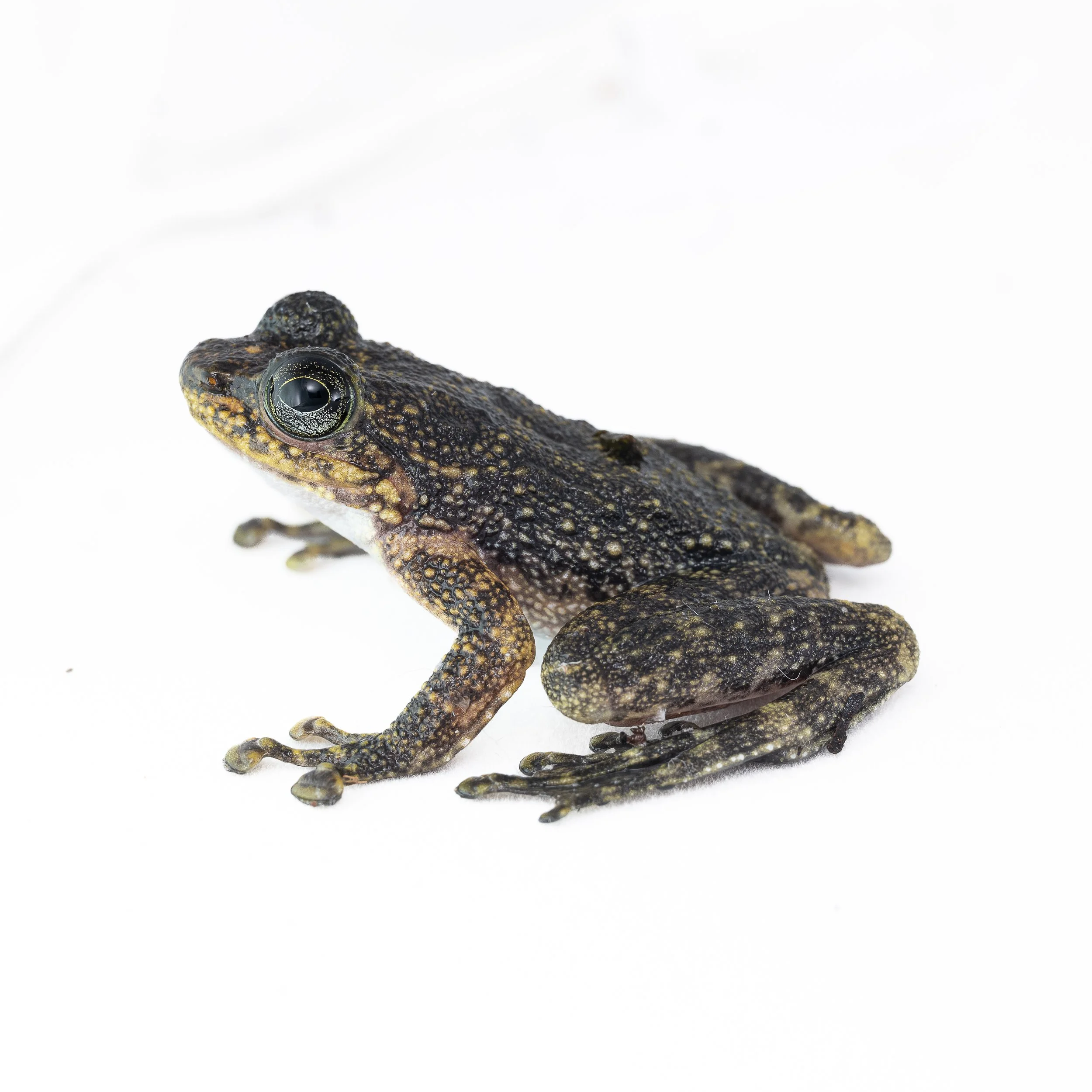 Hong Kong Cascade Frog - Amolops hongkongensis