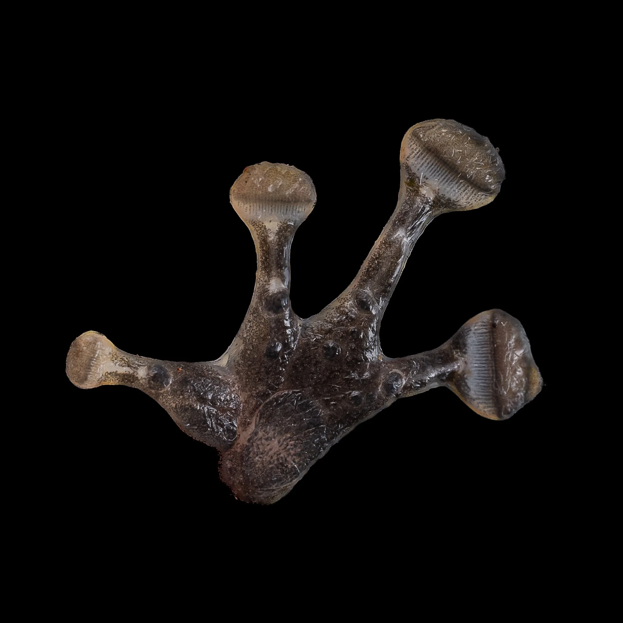 Hong Kong Cascade Frog - Amolops hongkongensis