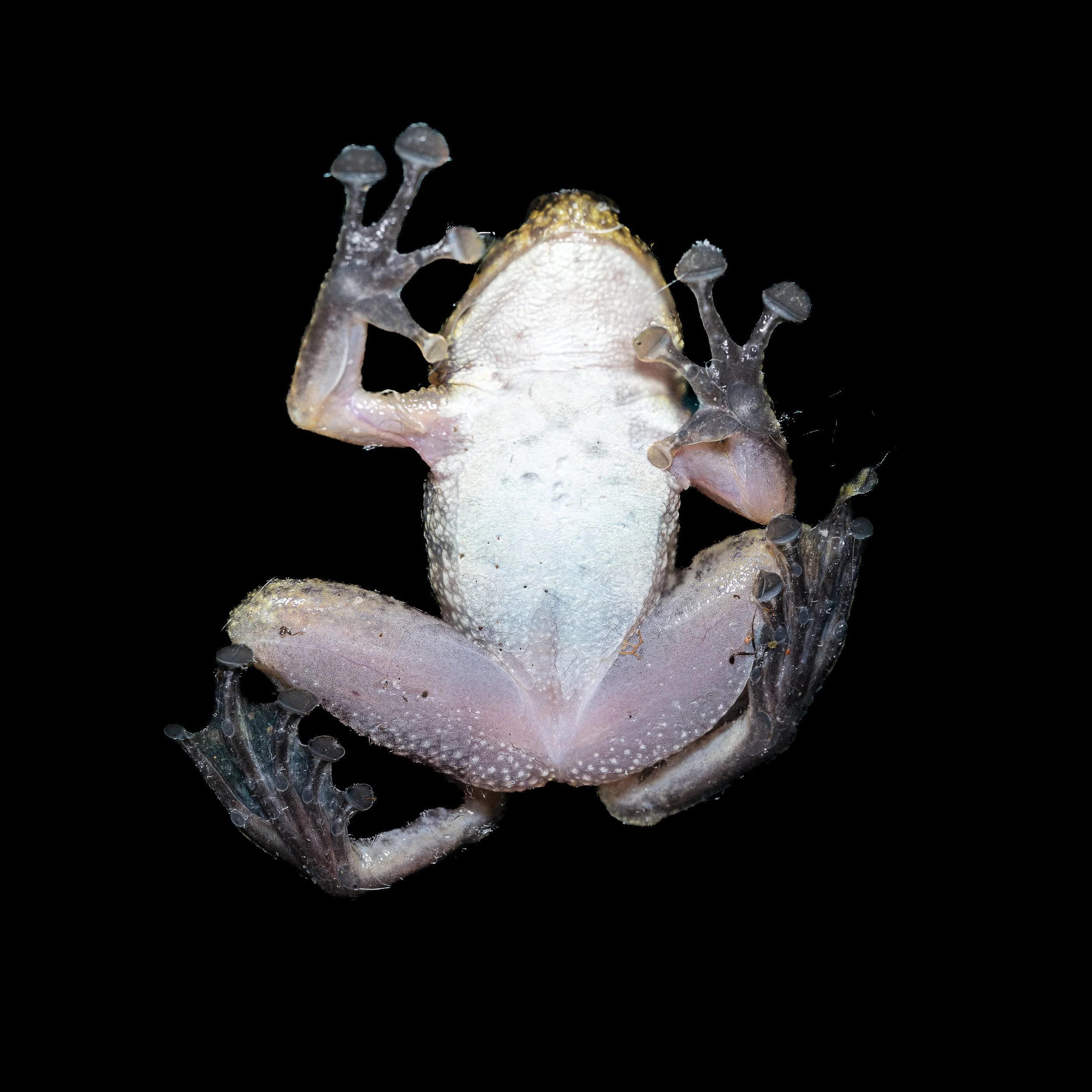 Hong Kong Cascade Frog - Amolops hongkongensis
